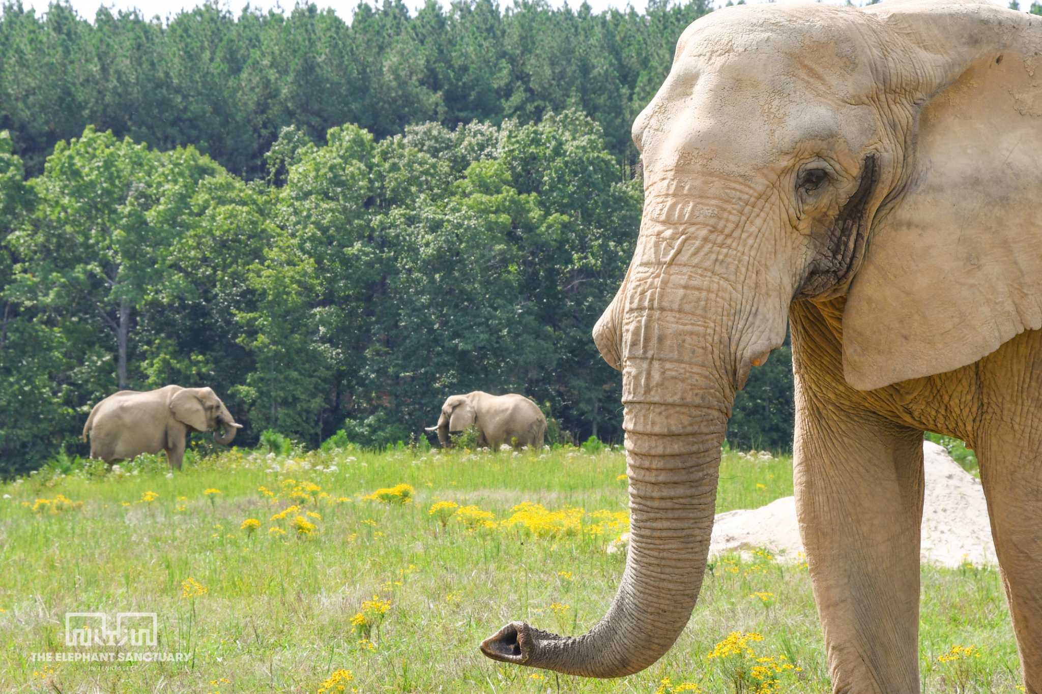 Lisa the elephant receiving stem-cell infusion therapy at Oakland Zoo