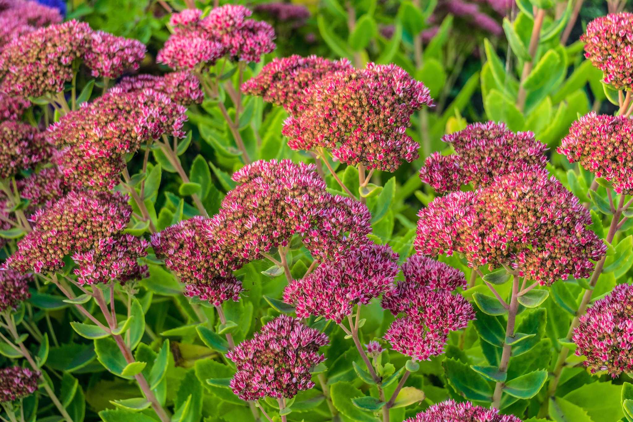 Can You Split Sedum