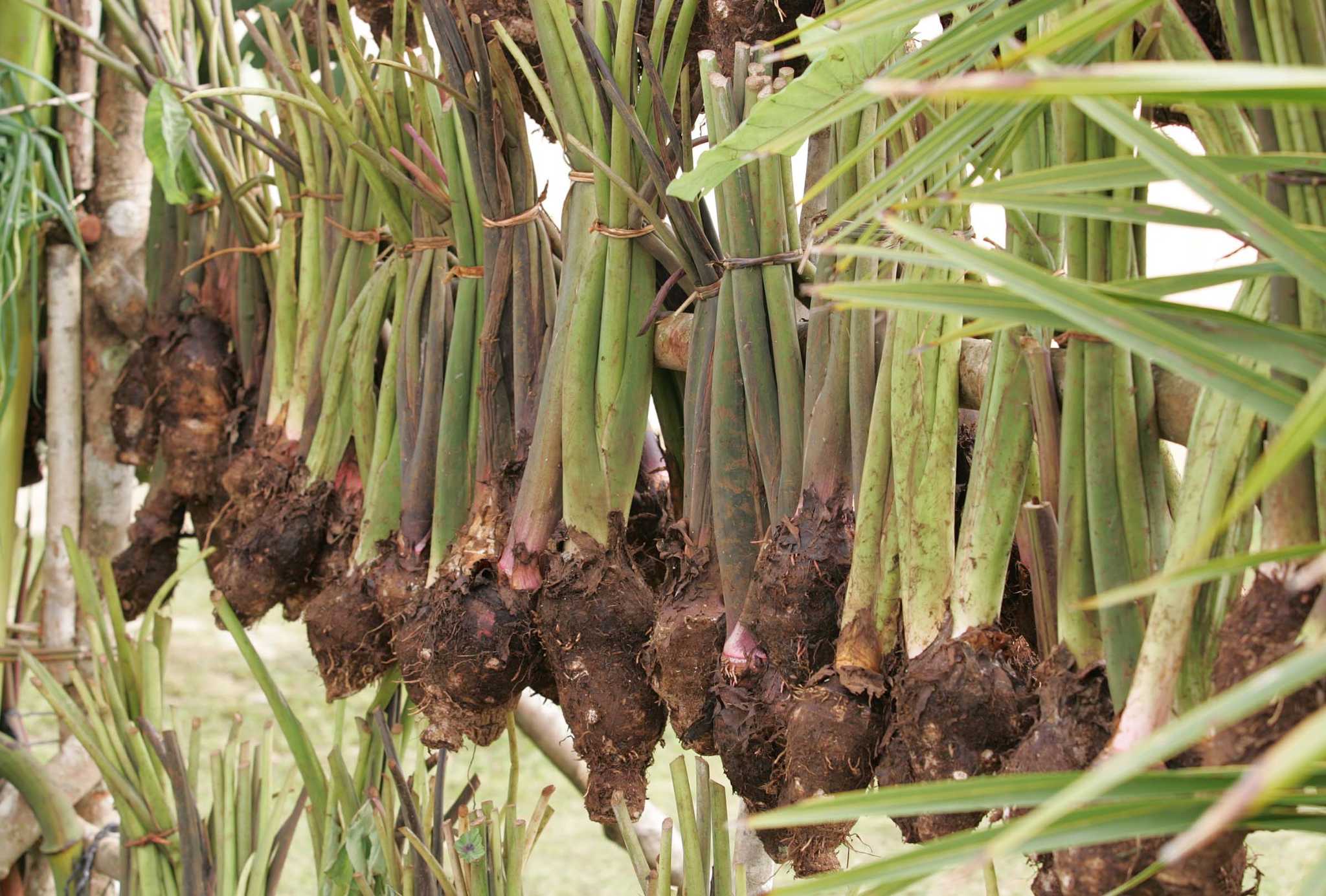 Tarro Tree How to Transplant Taro