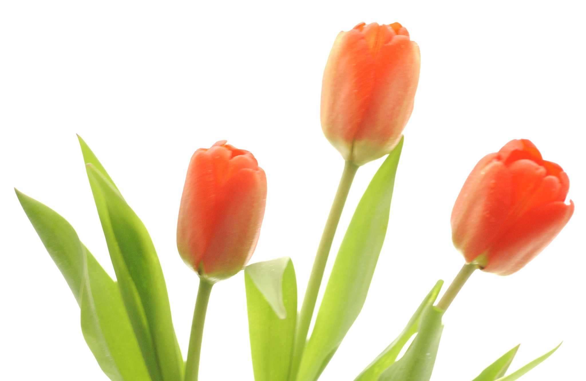 How to Transplant Tulips Before They Bloom