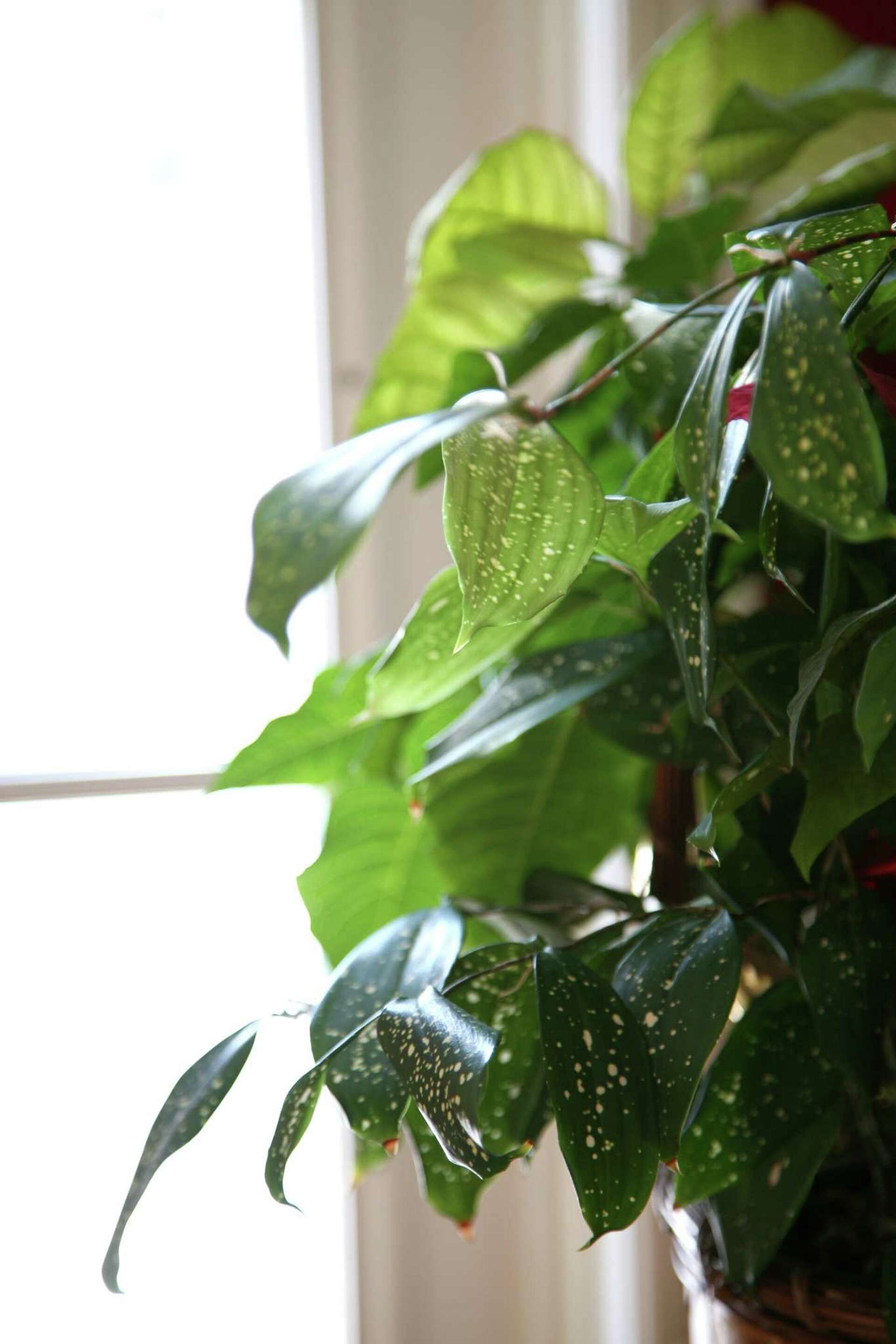 How to Treat Brown Spots on Pothos Ivy Leaves