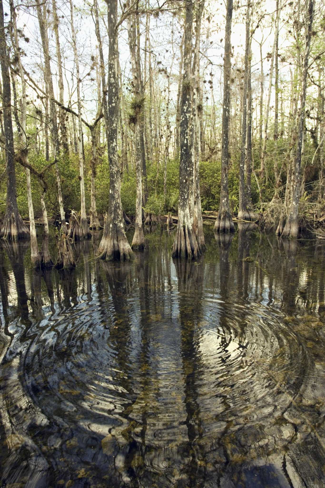 How to Treat Cypress Siding