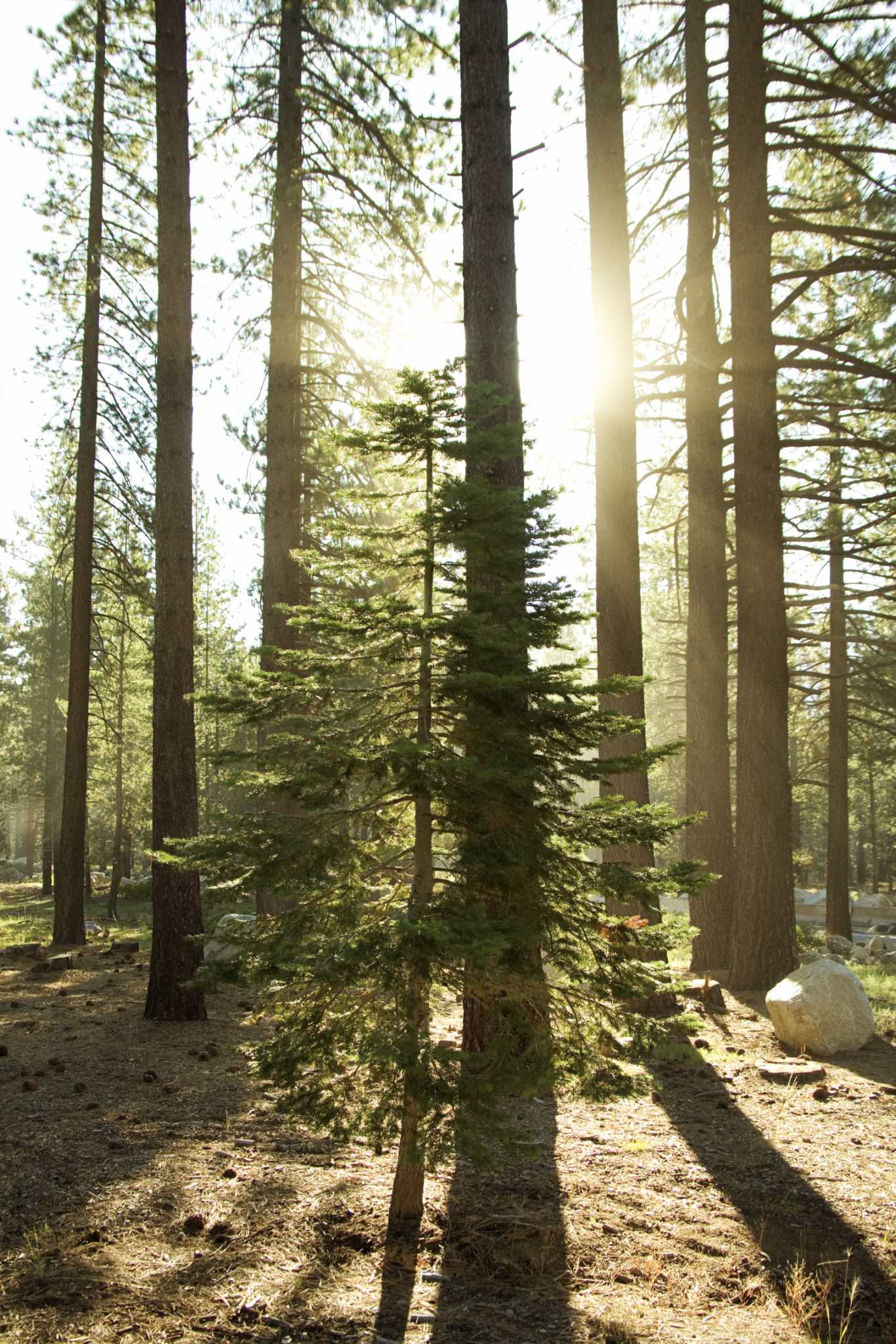 Pine Tree Toppling Danger With Saturated Soil