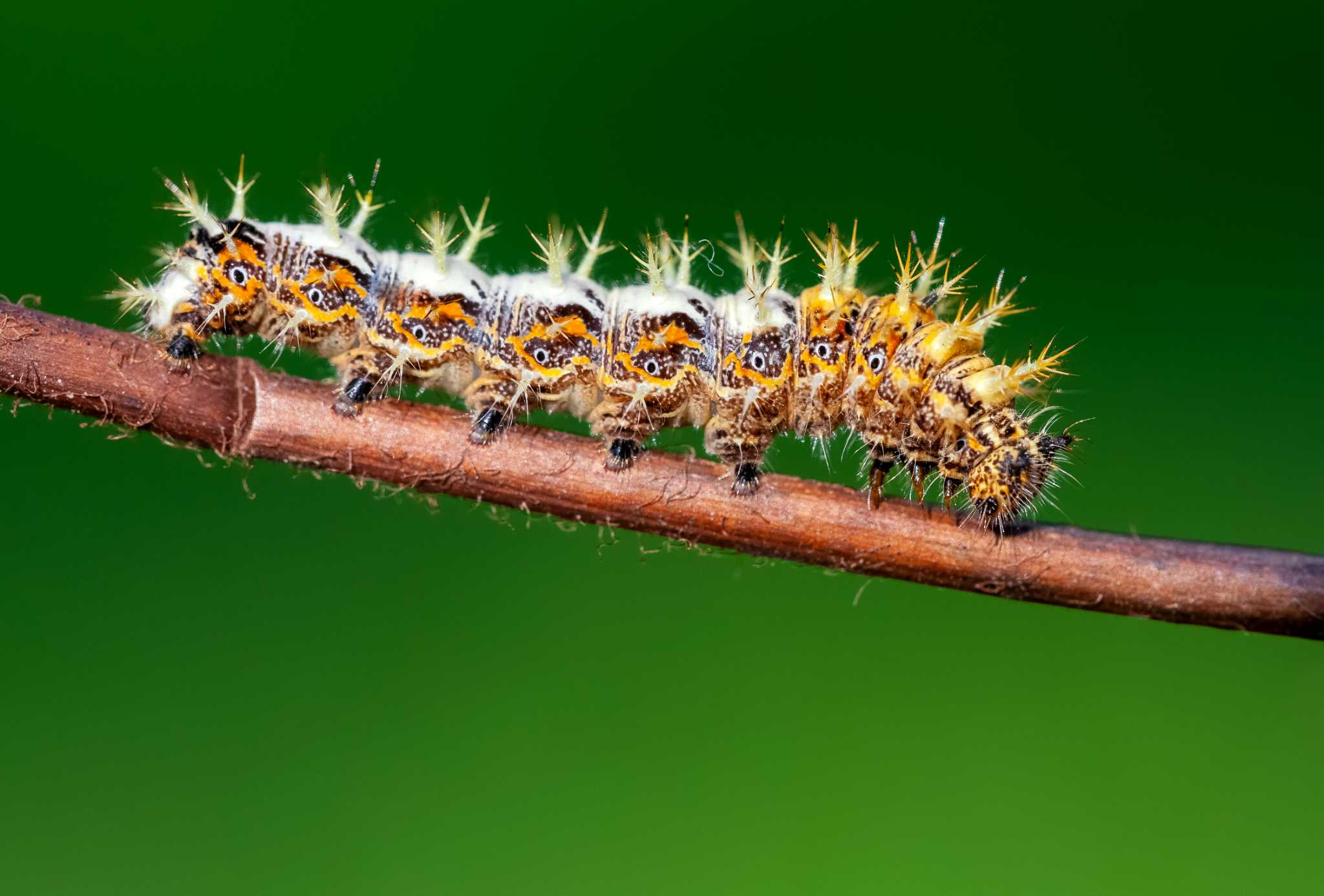 How to Treat Holes in the Leaves on Flowers