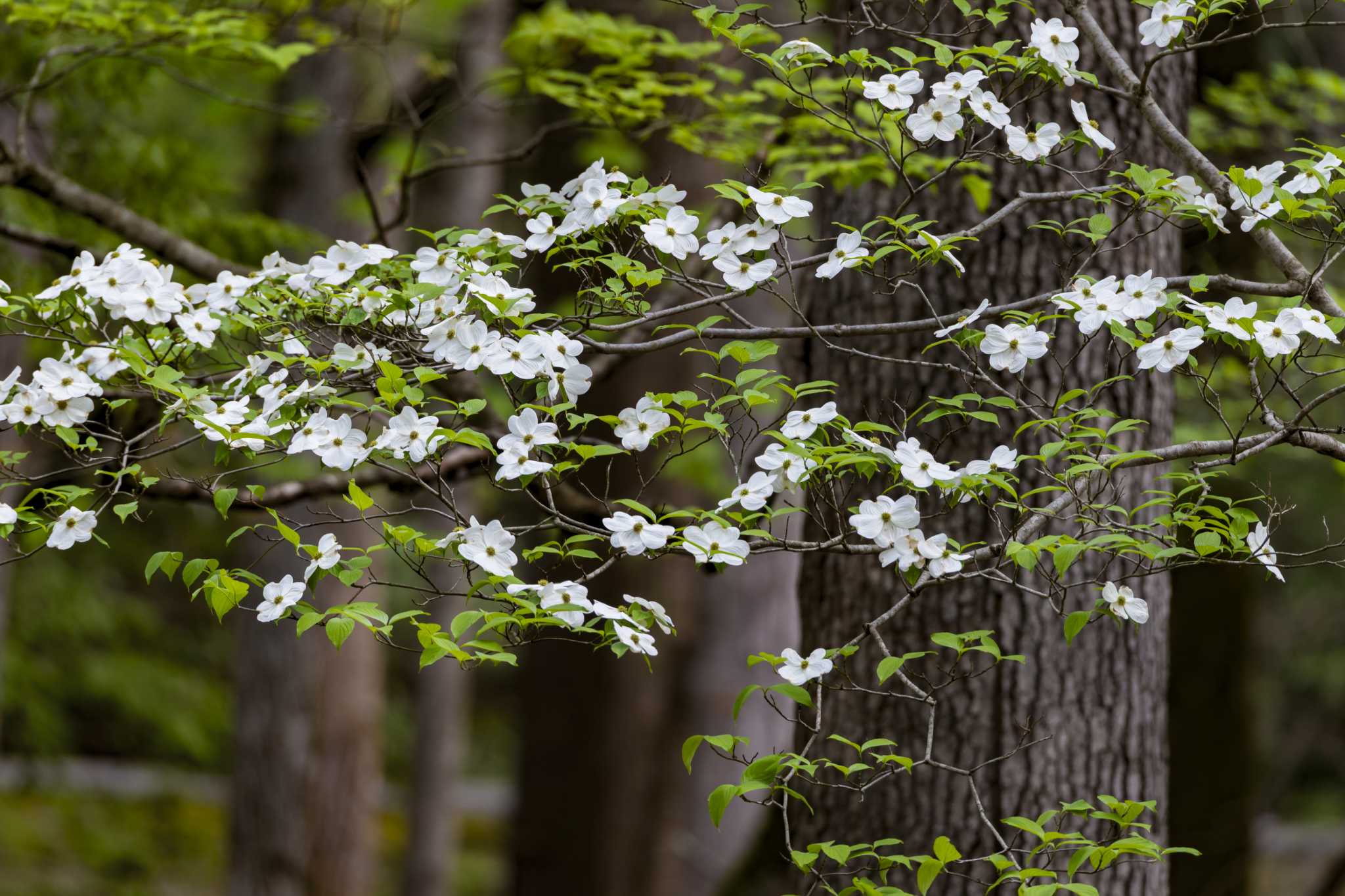 Treatment for Dogwood Trees That Are Not Blooming