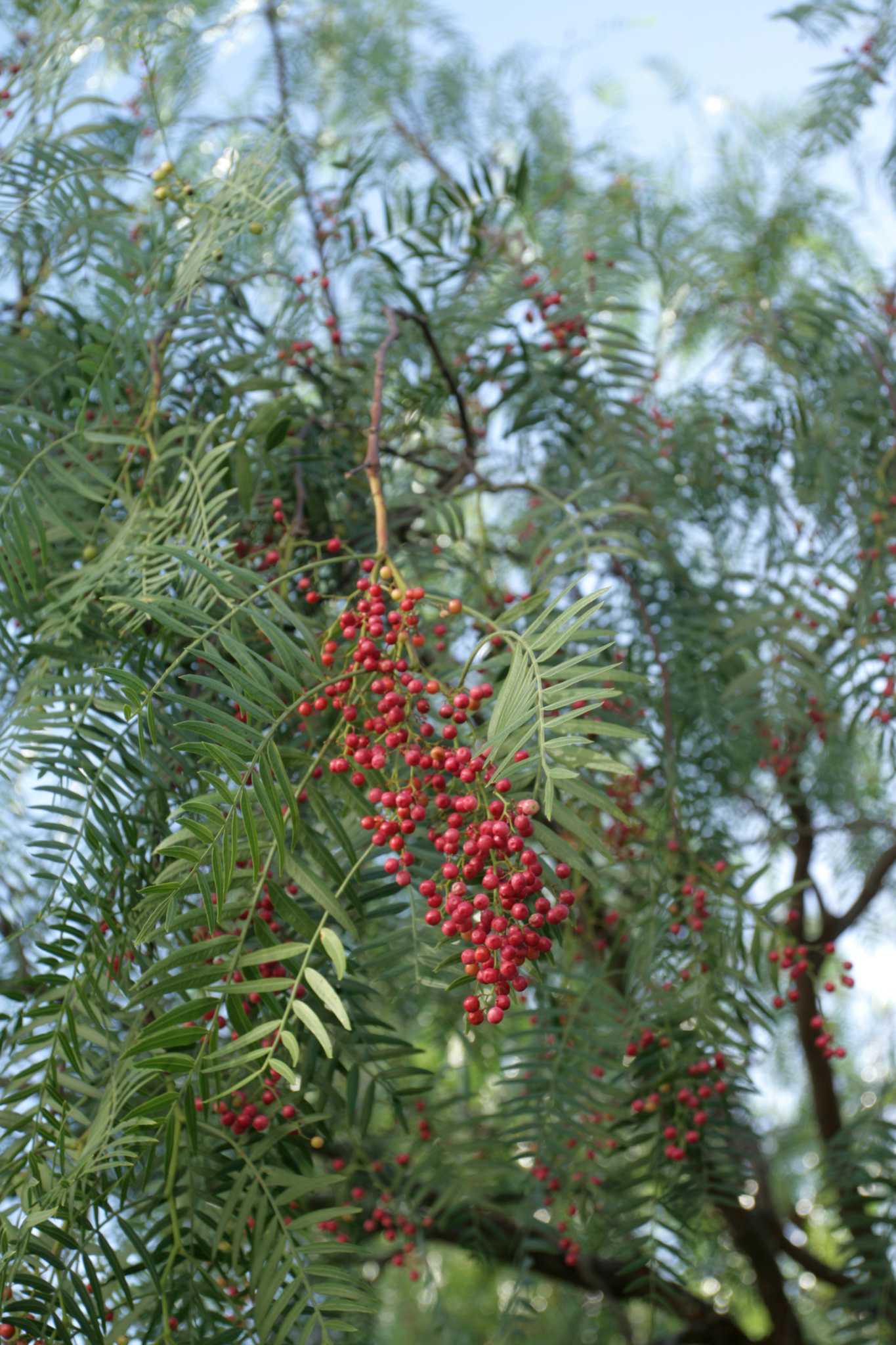 What Are the Treatments for Psyllids on Pepper Trees?