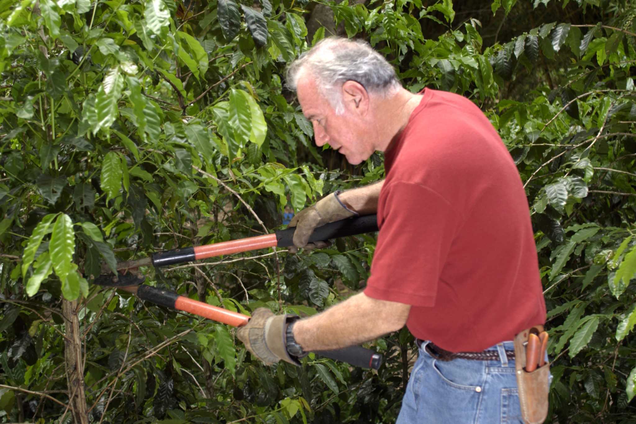 how-to-treat-mesquite-for-borers