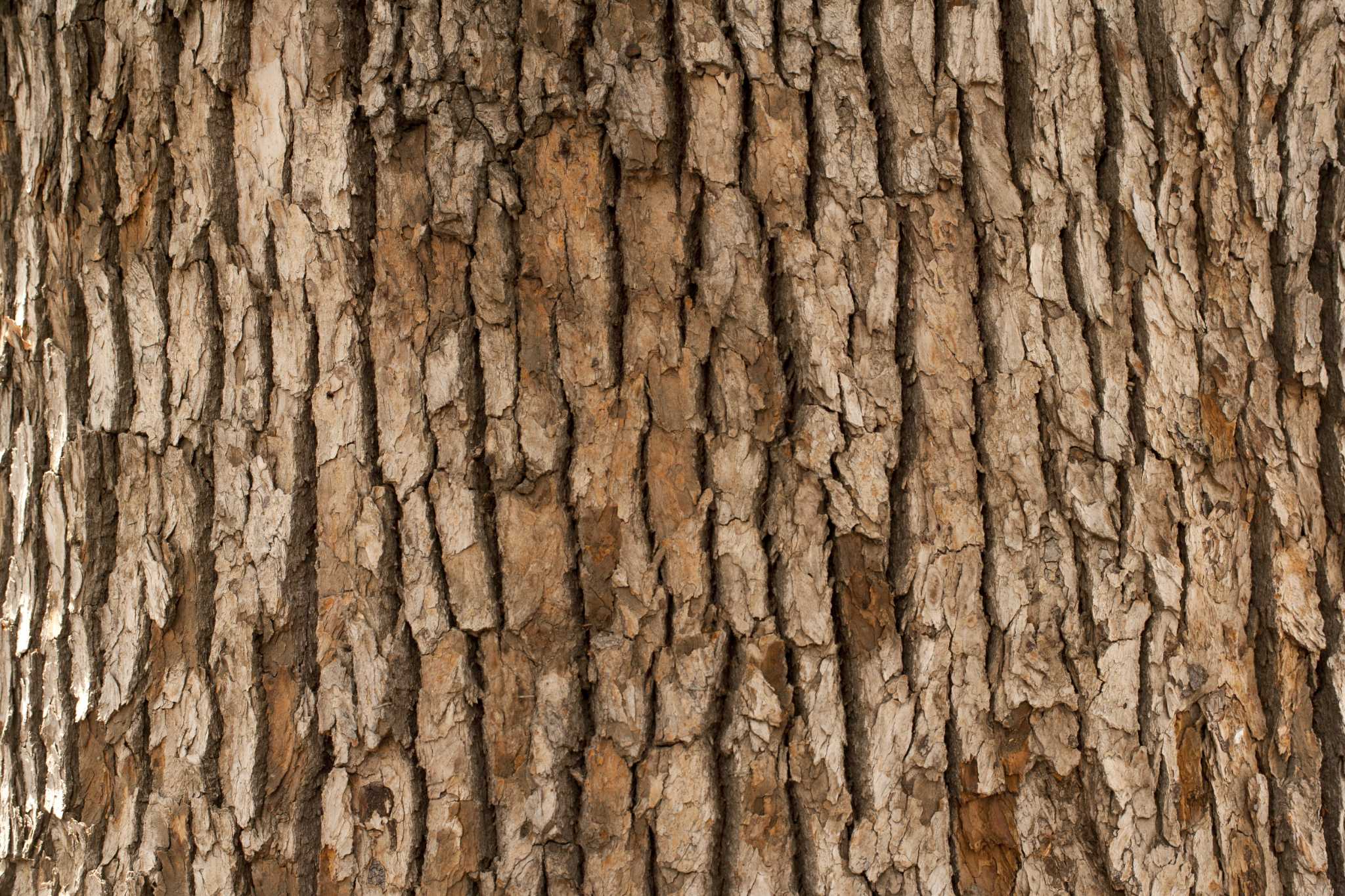 Why Does a Tree Lose Its Bark?