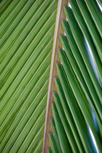 beginners weaving palm leaves