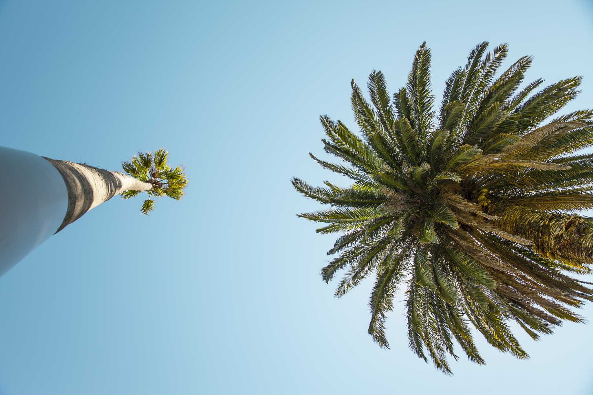 Do Palm Tree Roots Grow As Big As the Palm Tree?