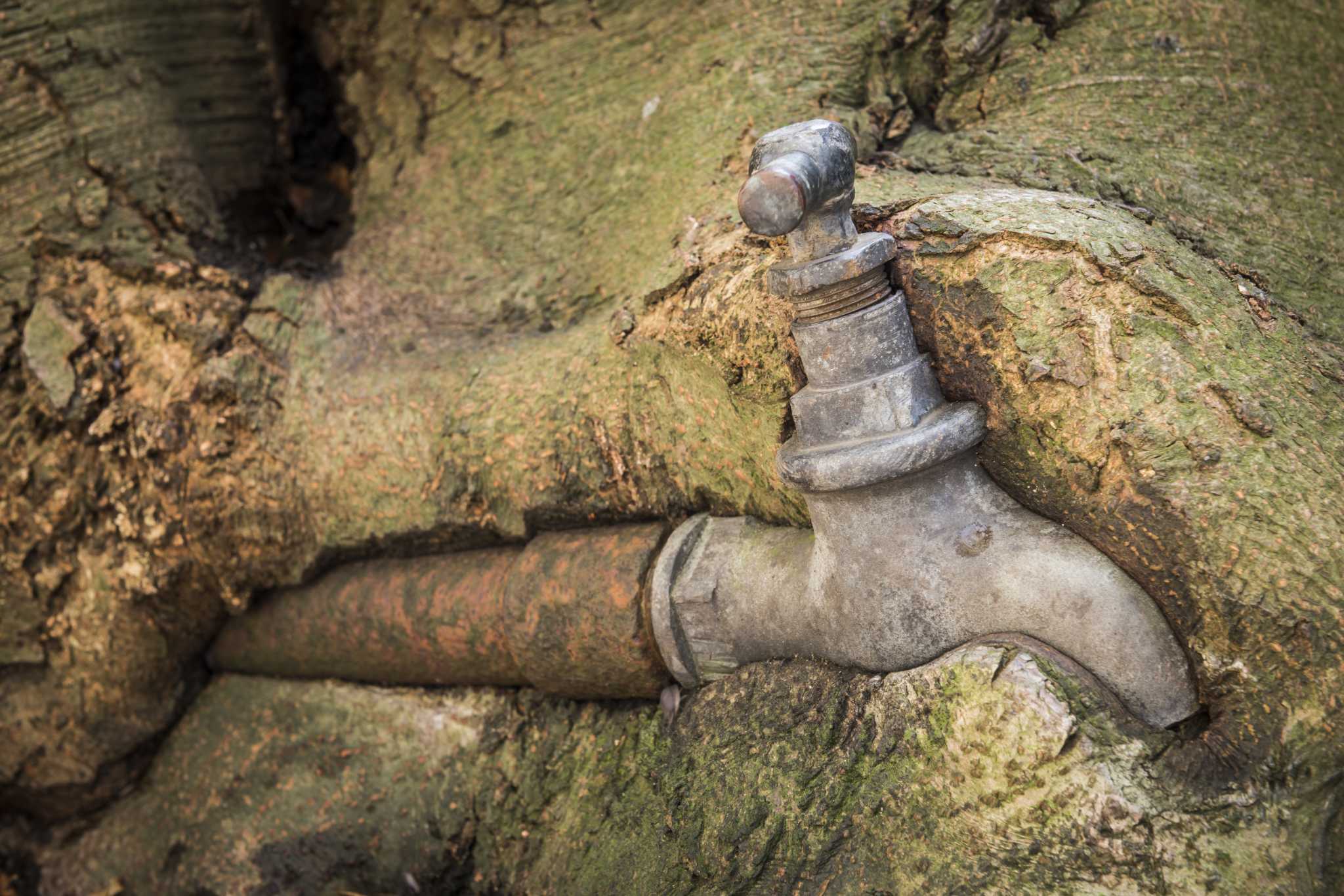 Trees That Can Be Planted Over Water Pipes   RawImage 