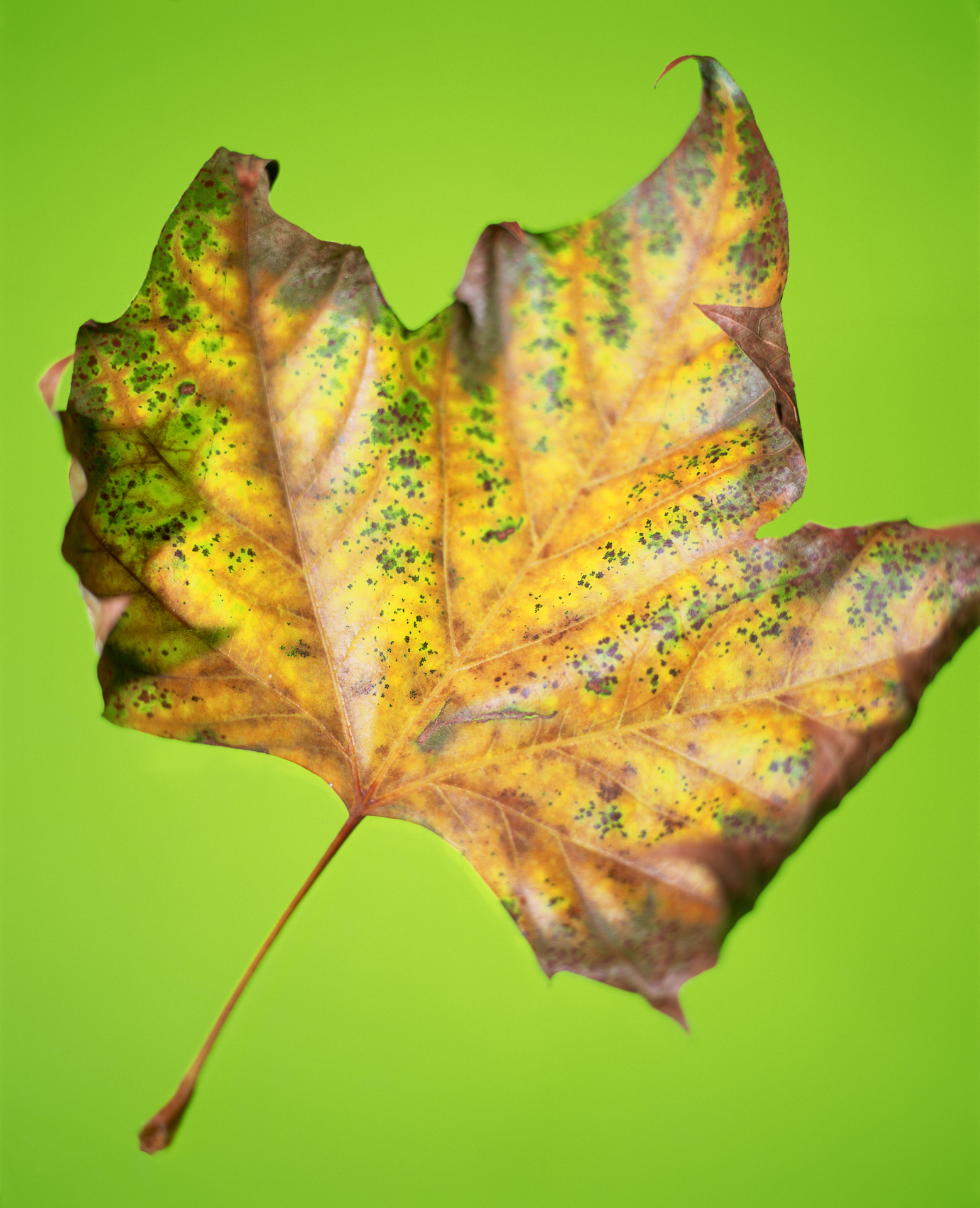 Trees That Change the Color of Their Foliage