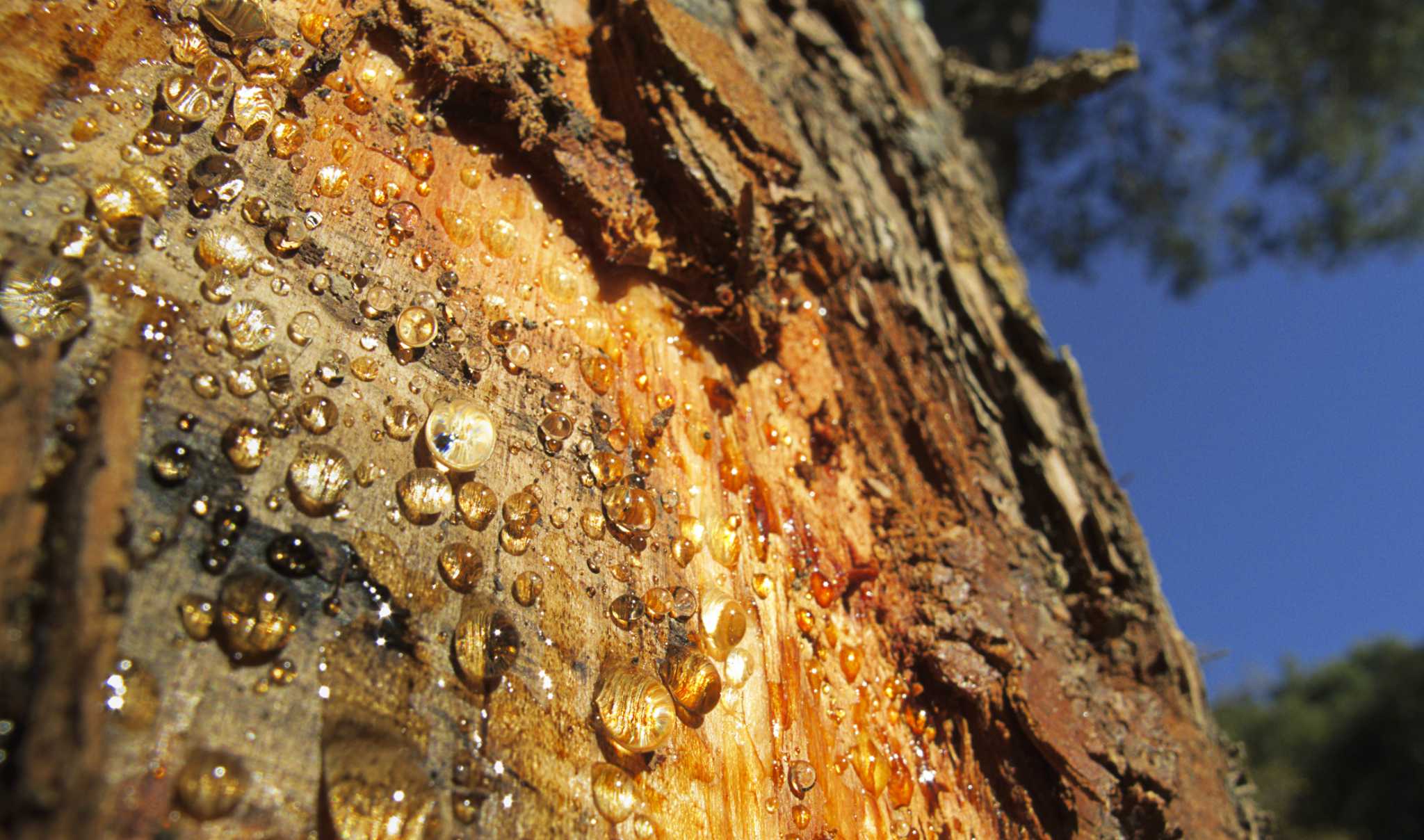 Trees That Drip A Lot Of Sap   RawImage 