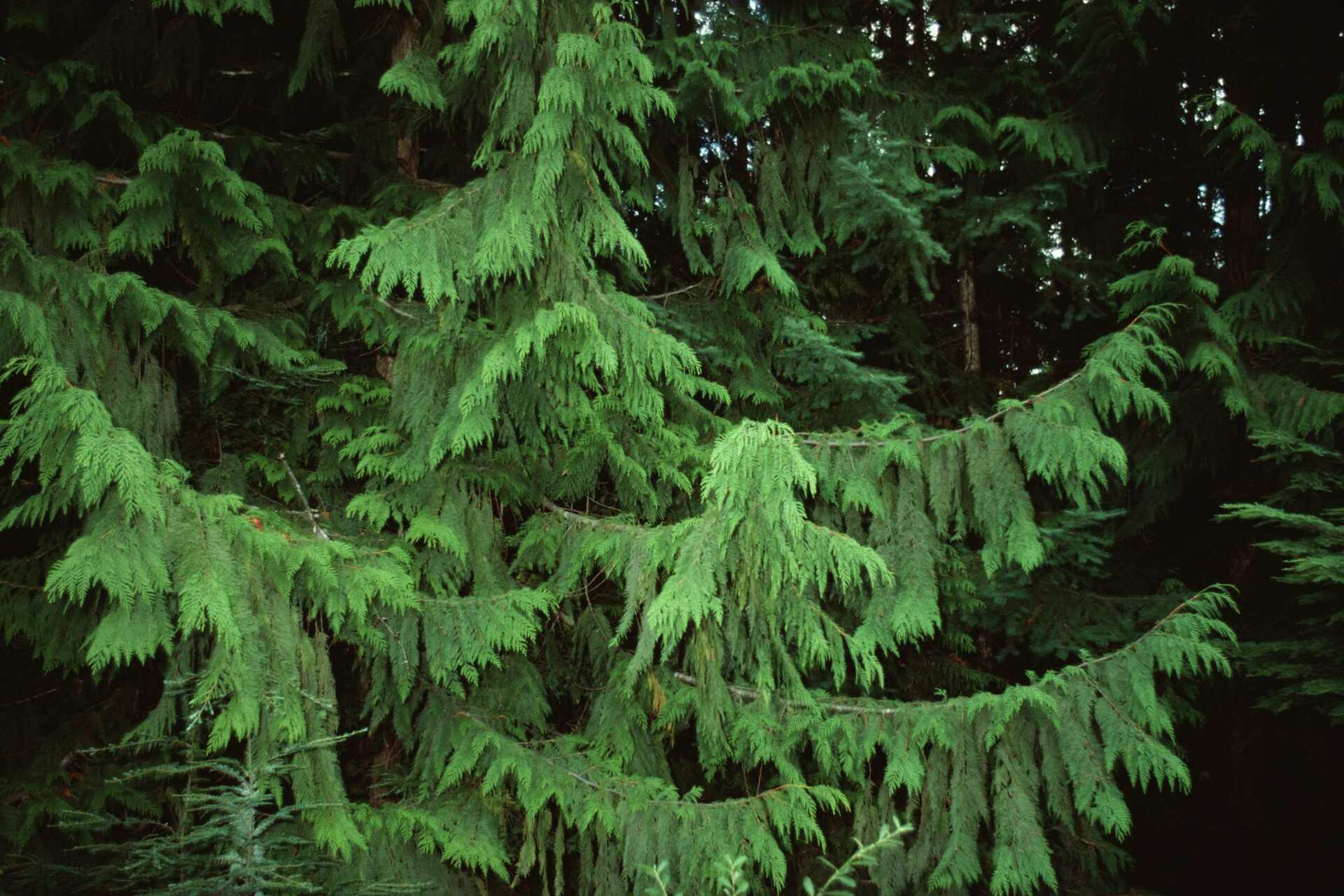 The Best Trees to Grow in Moist Soil