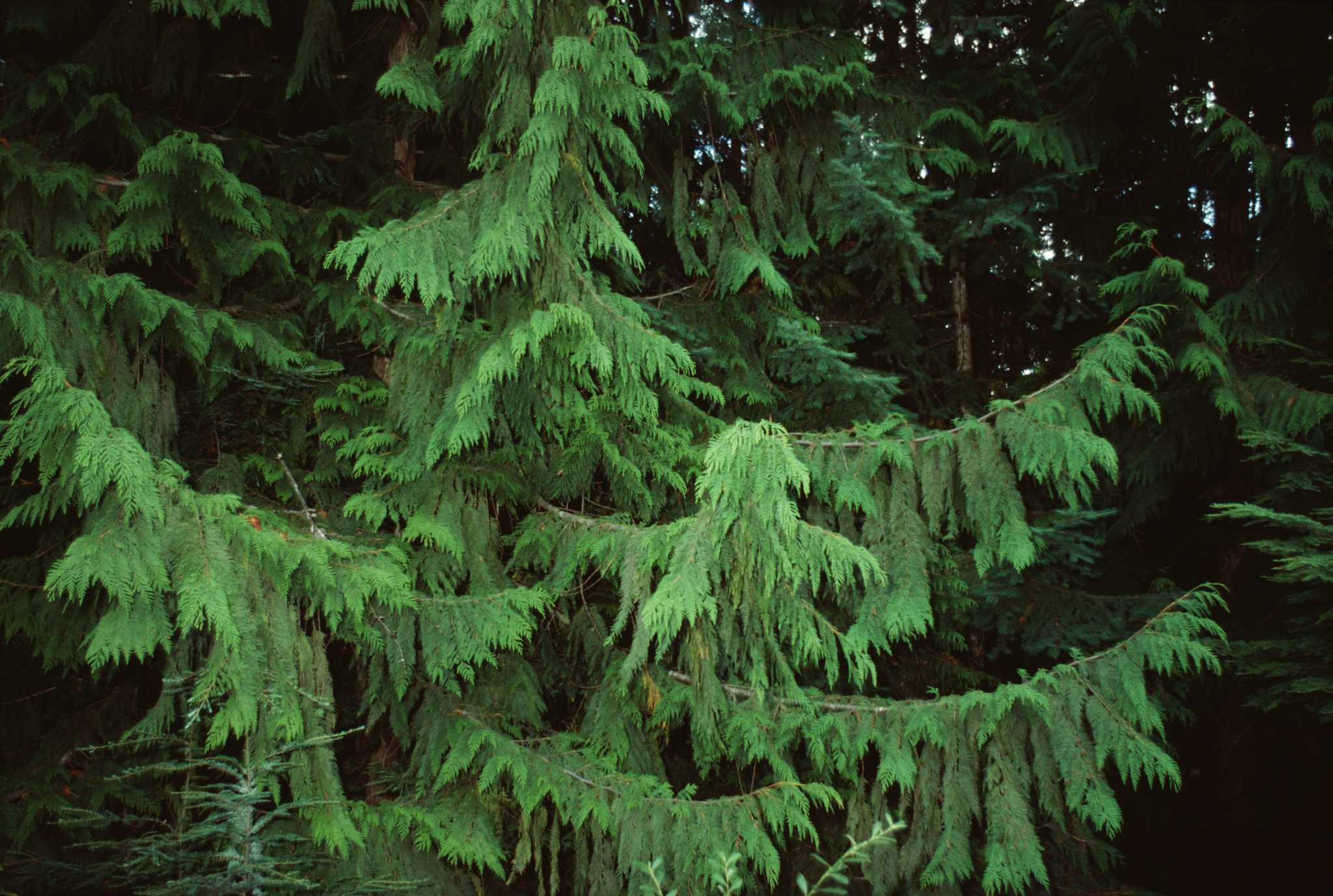 The Best Trees to Grow in Moist Soil