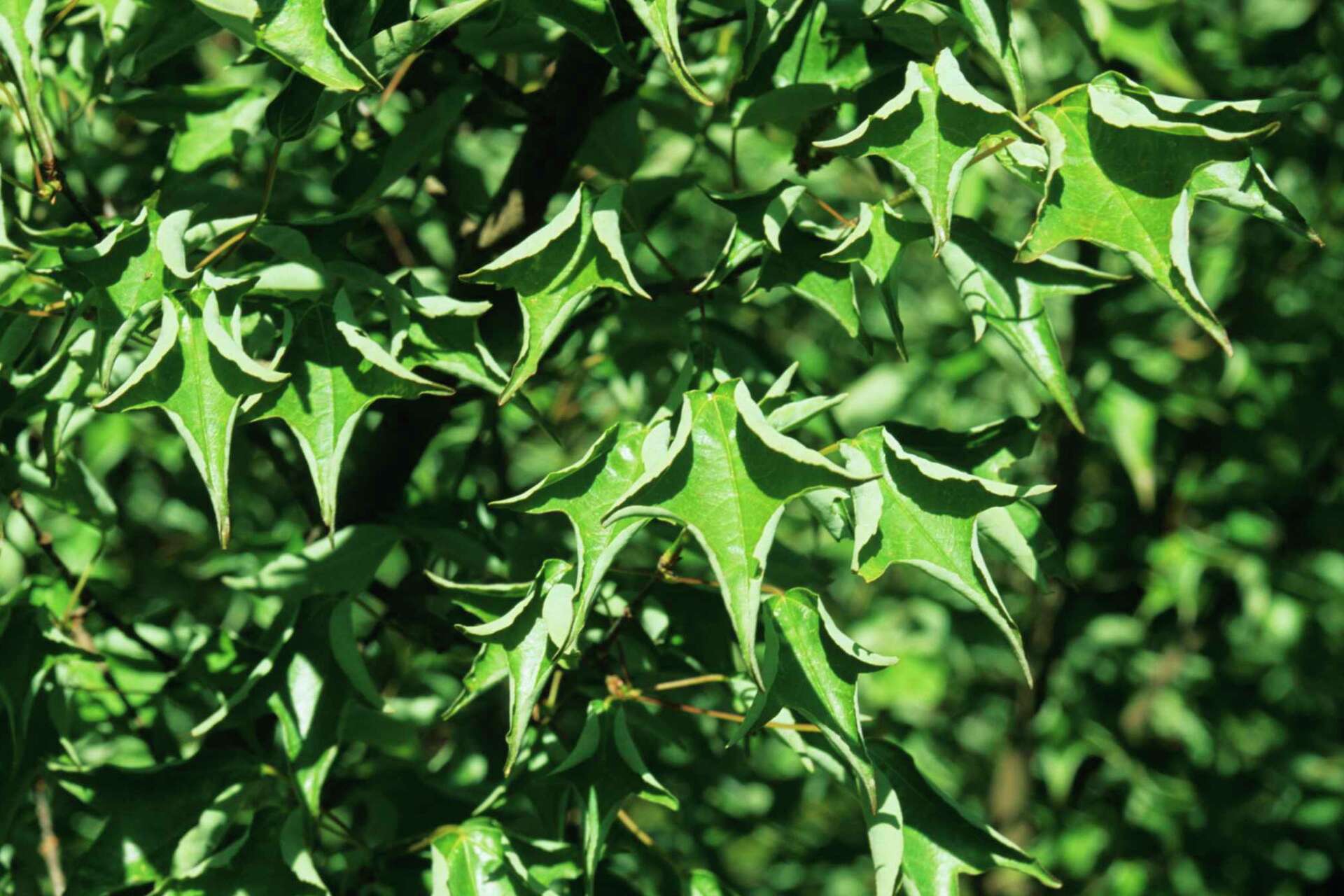 Trees With Low Lying Branches