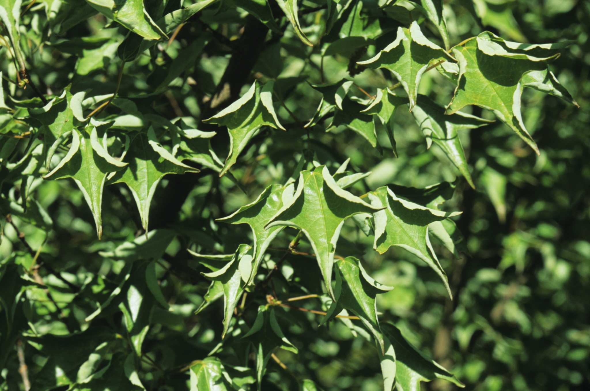 trees-with-low-lying-branches