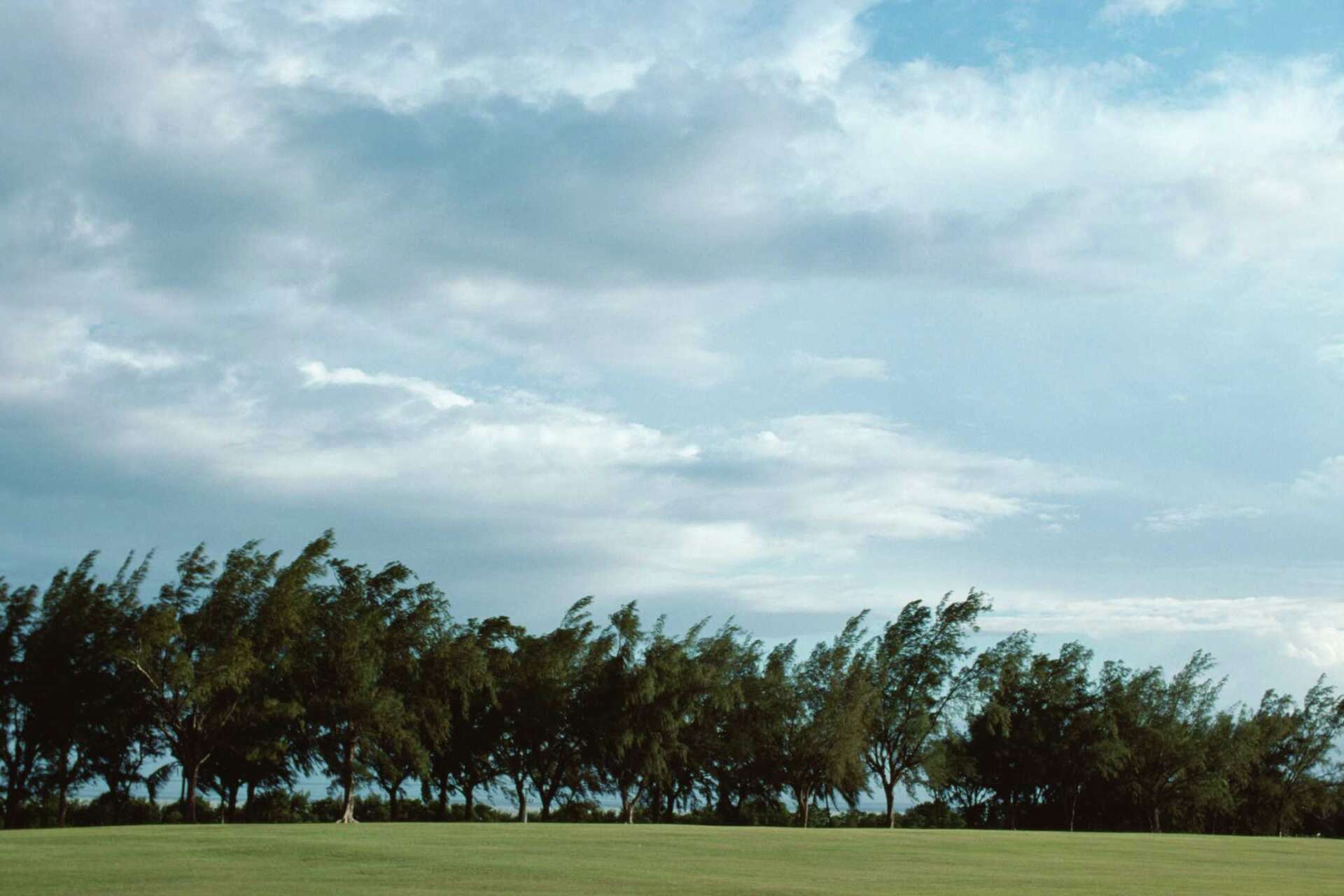 Trees That Muffle Sound