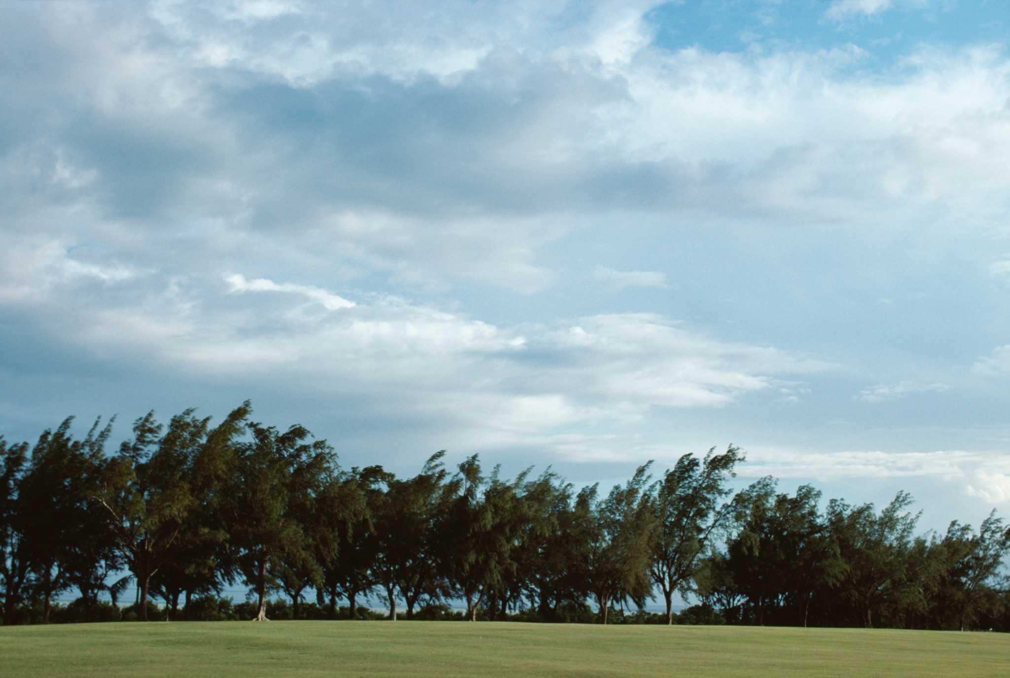 Trees That Muffle Sound