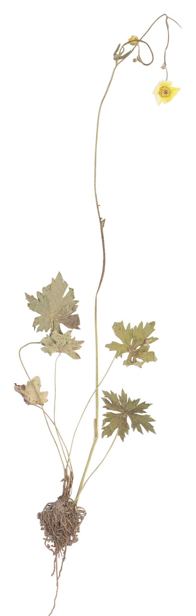 How to Plant Yellow Root