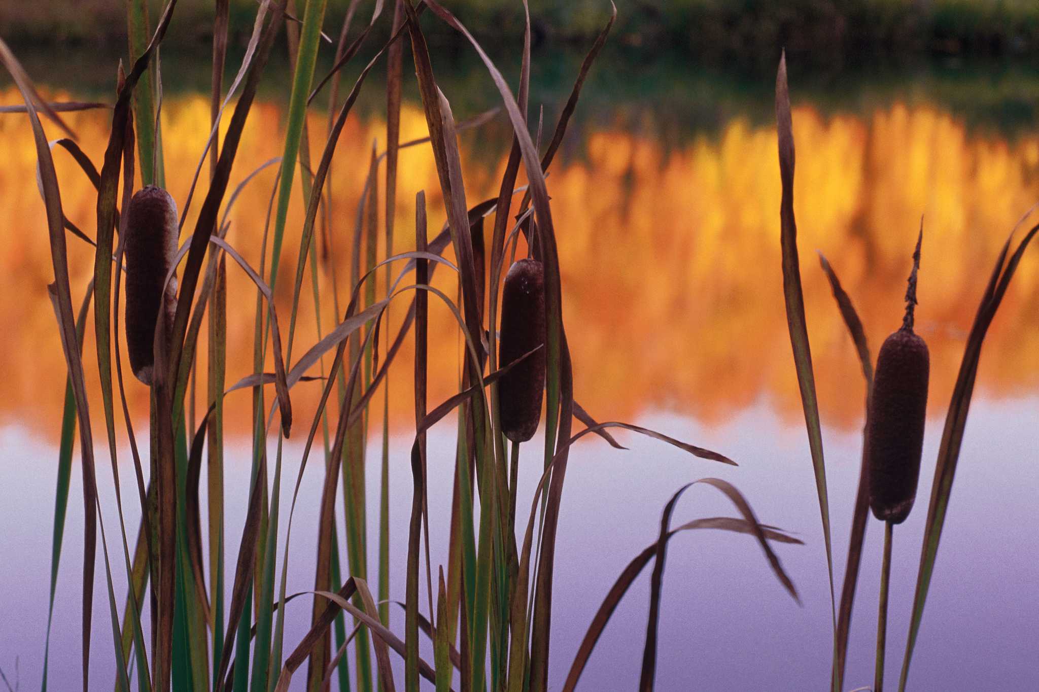 Рогоз узколистный (typha angustifolia). Камыш рогоз тростник. Камыш, рогоз, рдест. Цветные камыши. Камыш рогоз тростник.