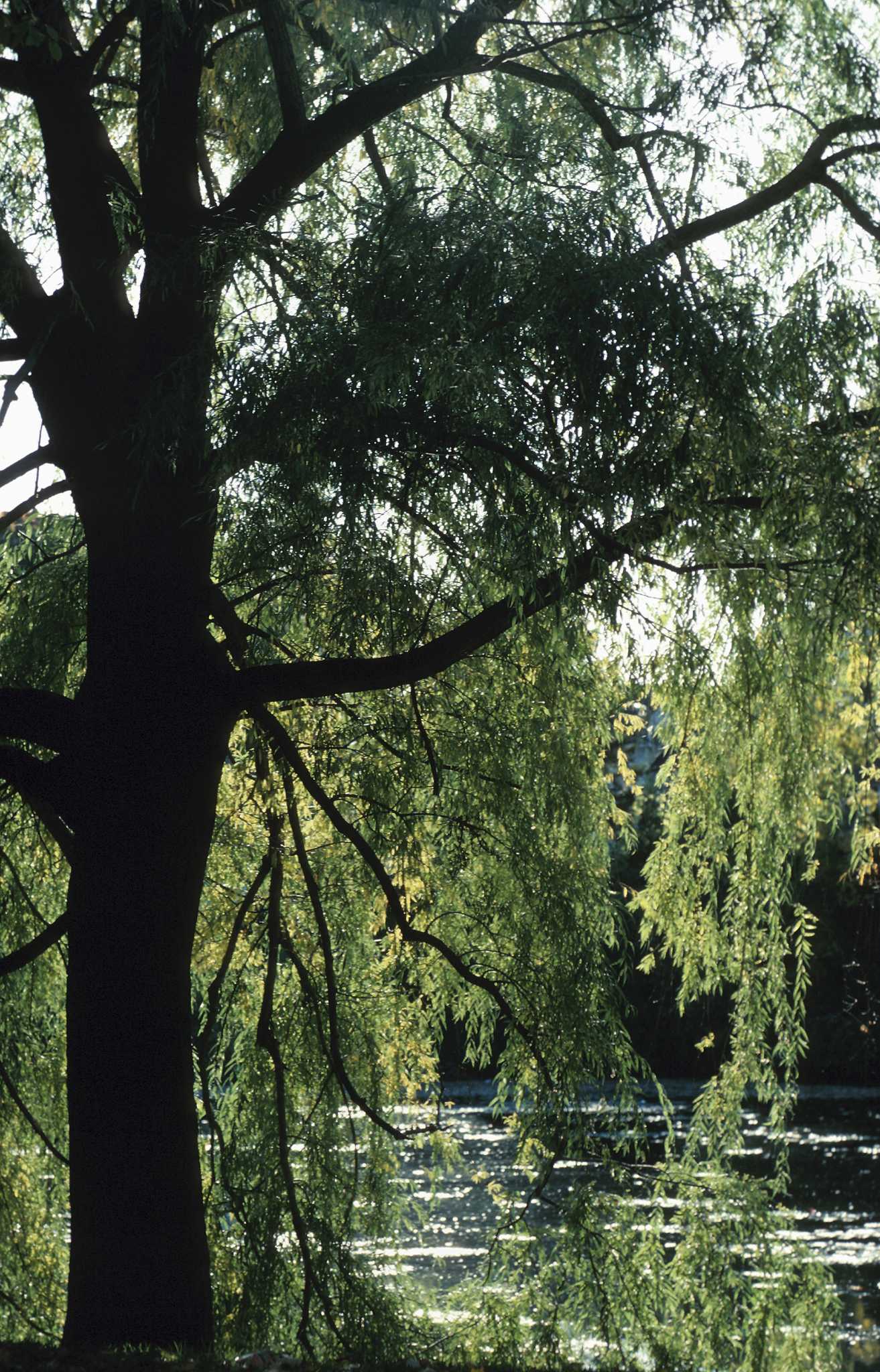 Trees for Septic Drain Fields