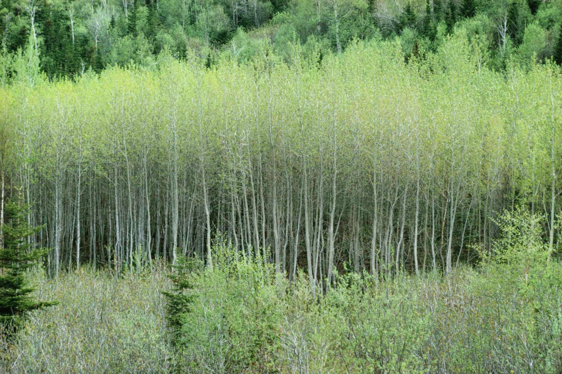 Facts on the Trembling Aspen Tree