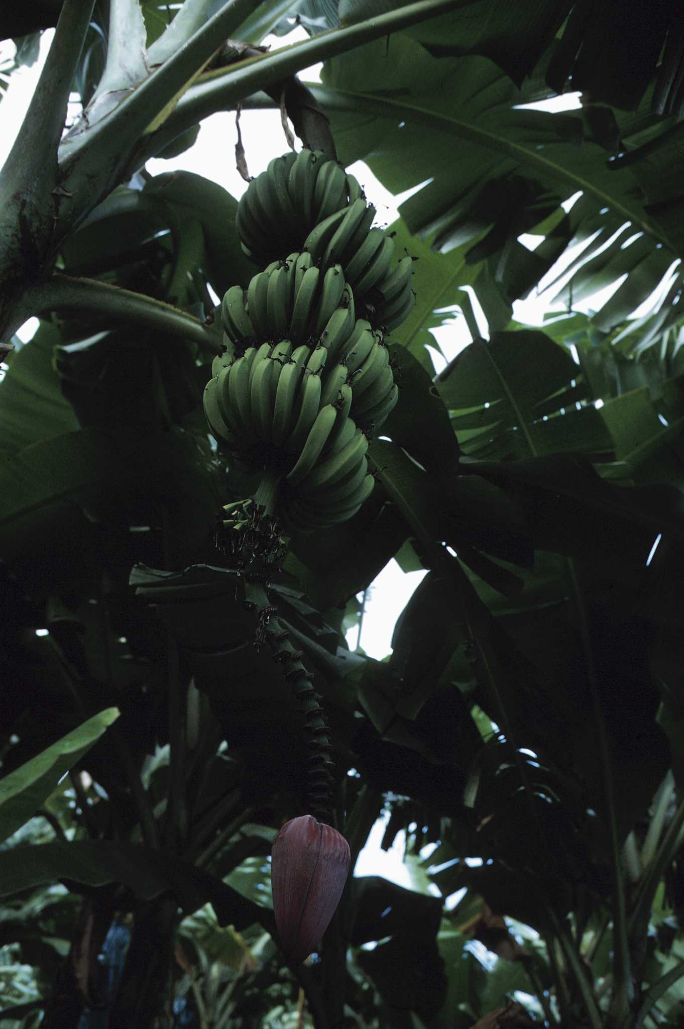 How to Trim Banana Leaves