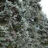 The Best Time to Trim a Blue Spruce