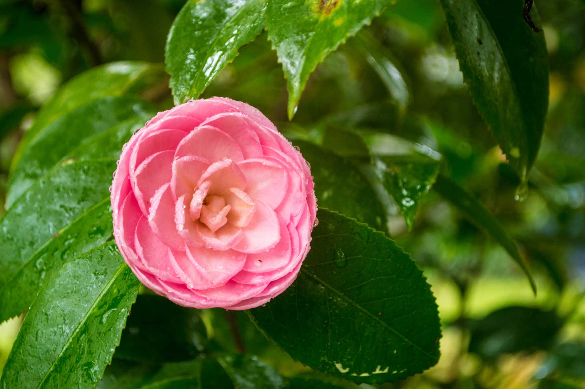 How & When to Trim a Camellia Bush