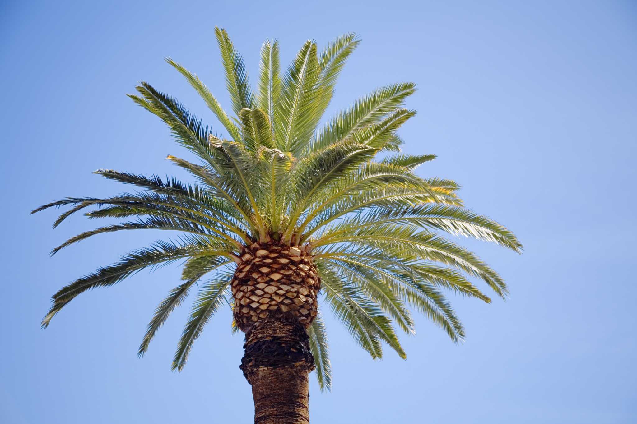 How to Trim a Canary Date Palm