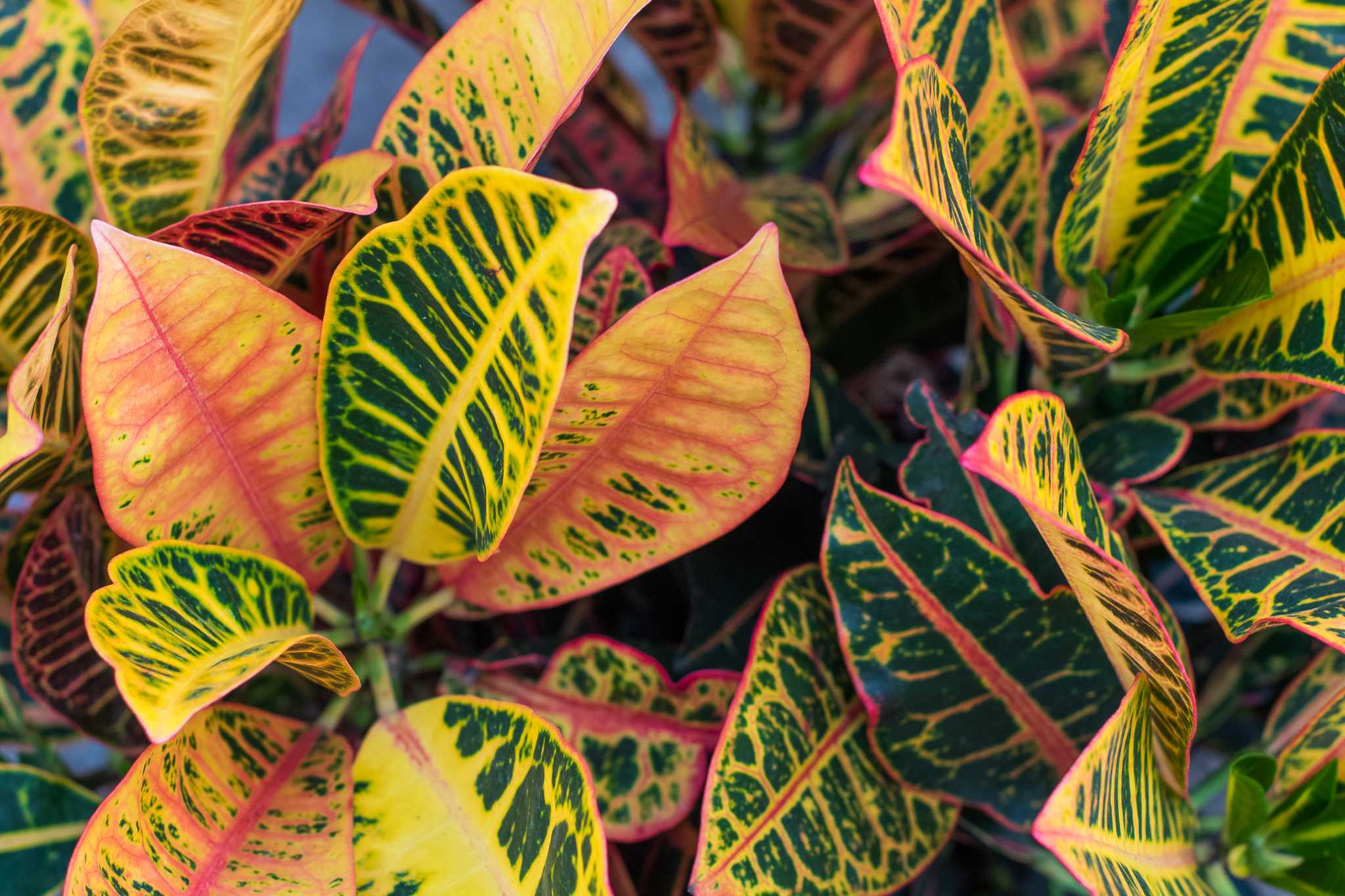 Tropical Plants With Green & Red Leaves