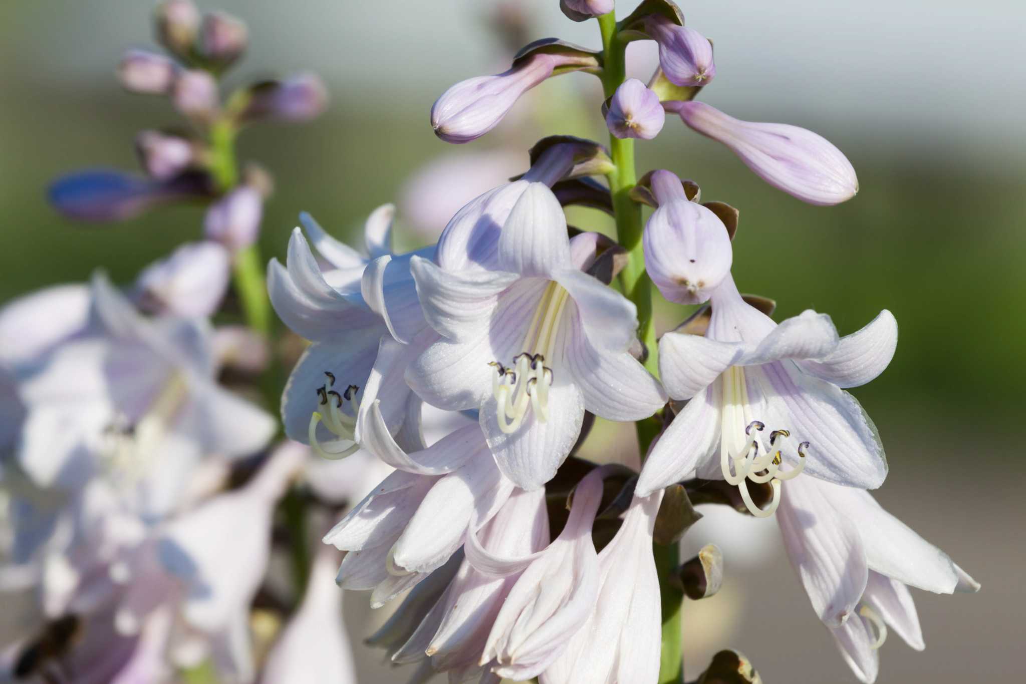 When to Trim a Hosta's Flower Stems?