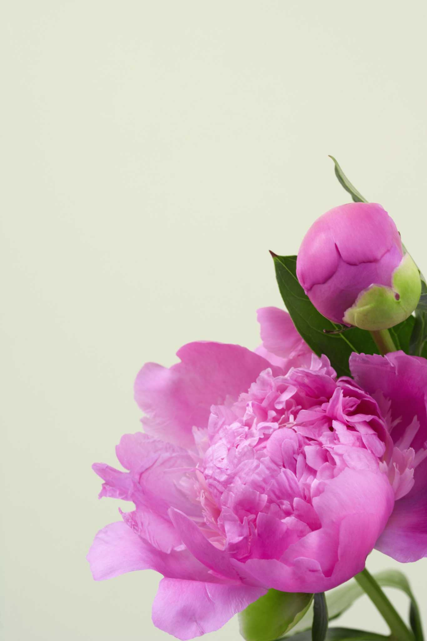 3 rules for growing perfect peonies