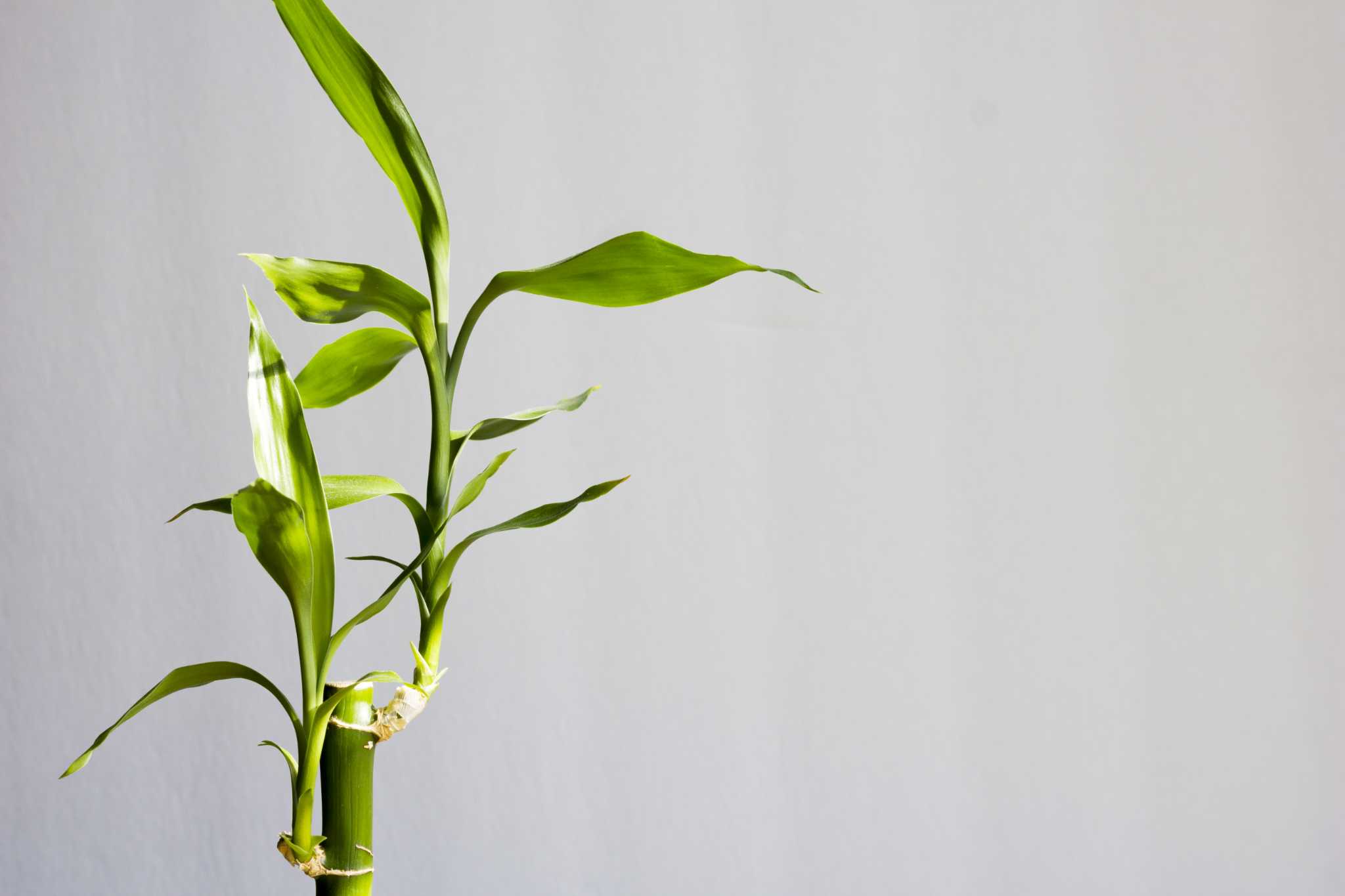 lucky bamboo for sale Lucky bamboo (Dracaena sanderiana)  Happy Sunrize