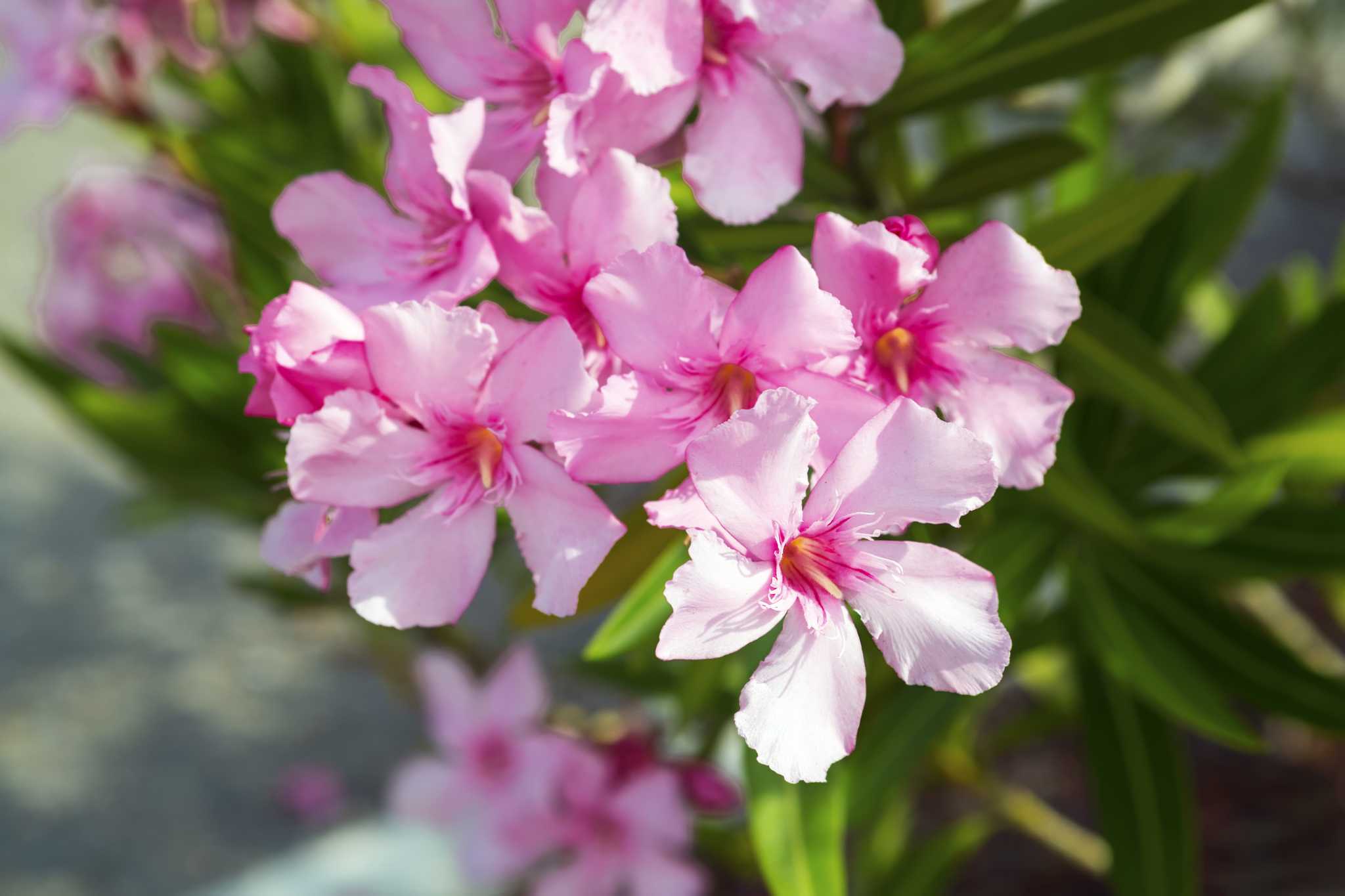 Trimming and Caring for an Oleander Bush