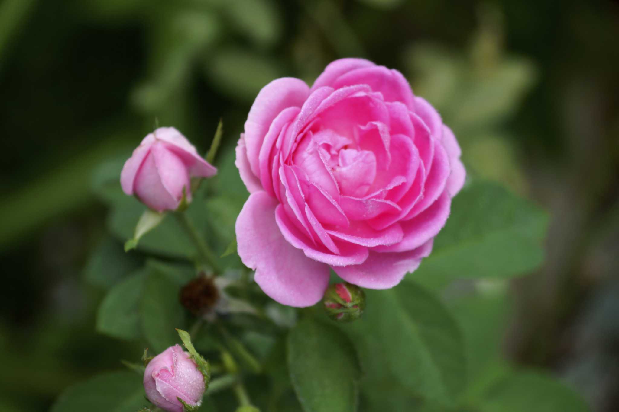 Trimming Spent Flowers on Knock Out Roses