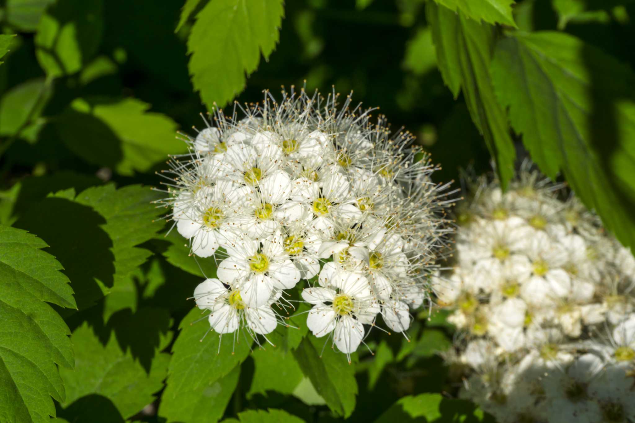 How to Trim a Ninebark Bush