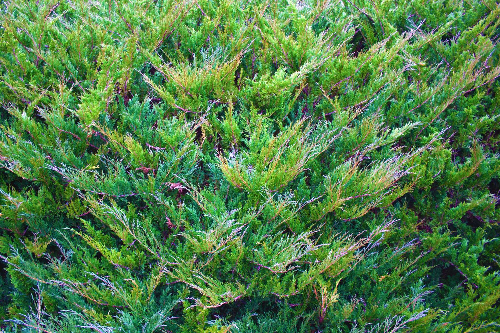 How to Trim Overgrown Juniper