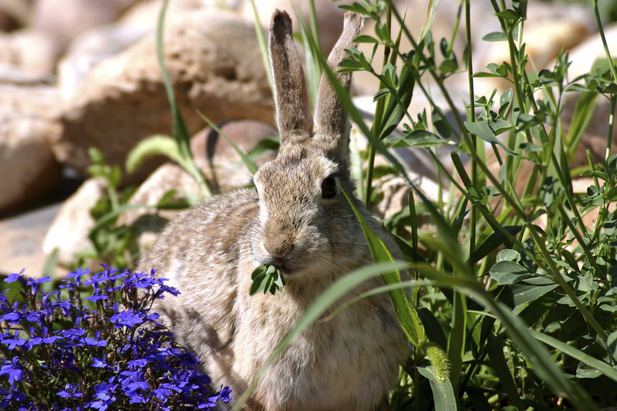 perennials-to-plant-in-whiskey-barrels-that-are-safe-from-deer-and-rabbits