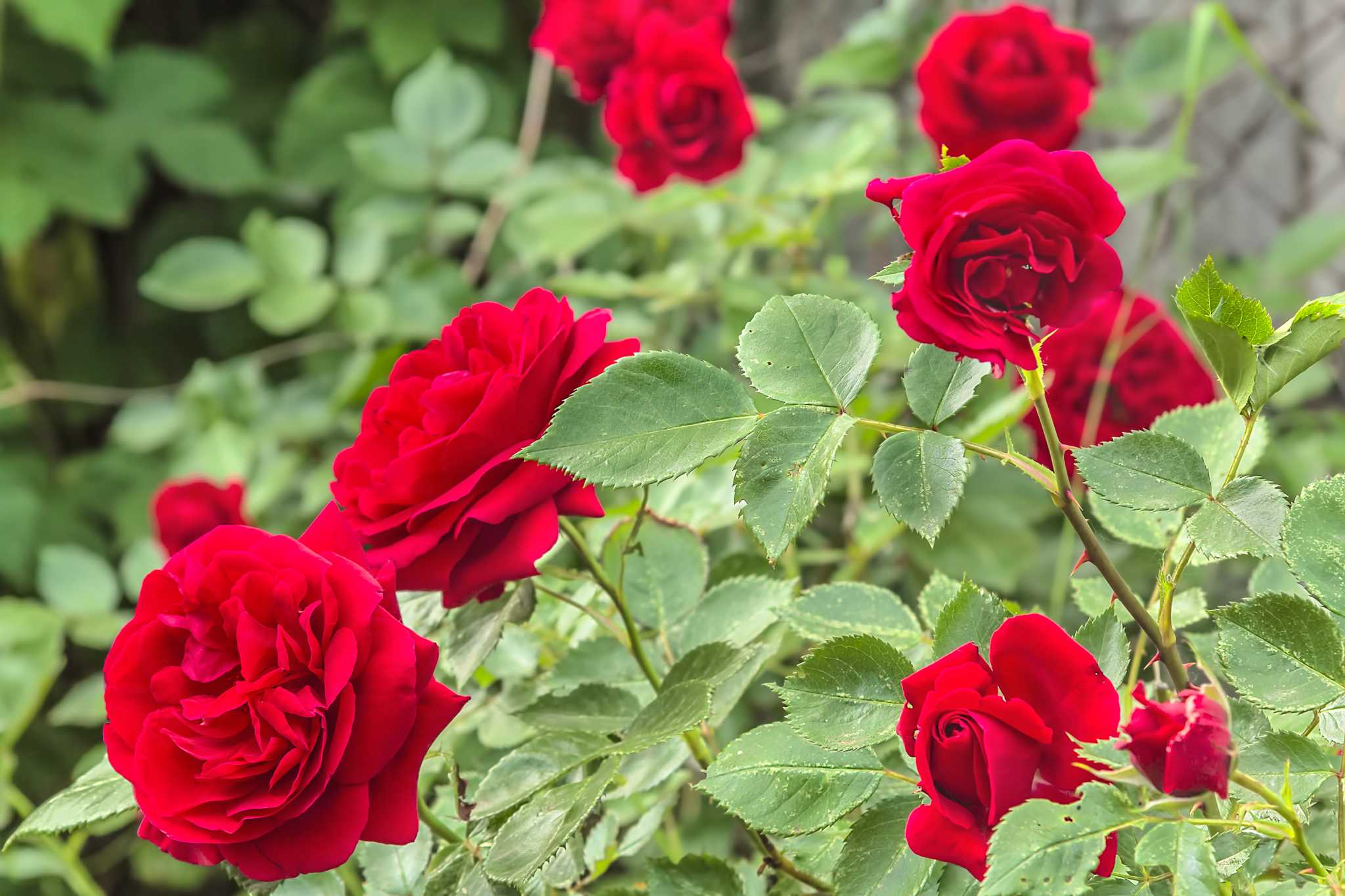 how-to-trim-a-rose-bush-in-summer