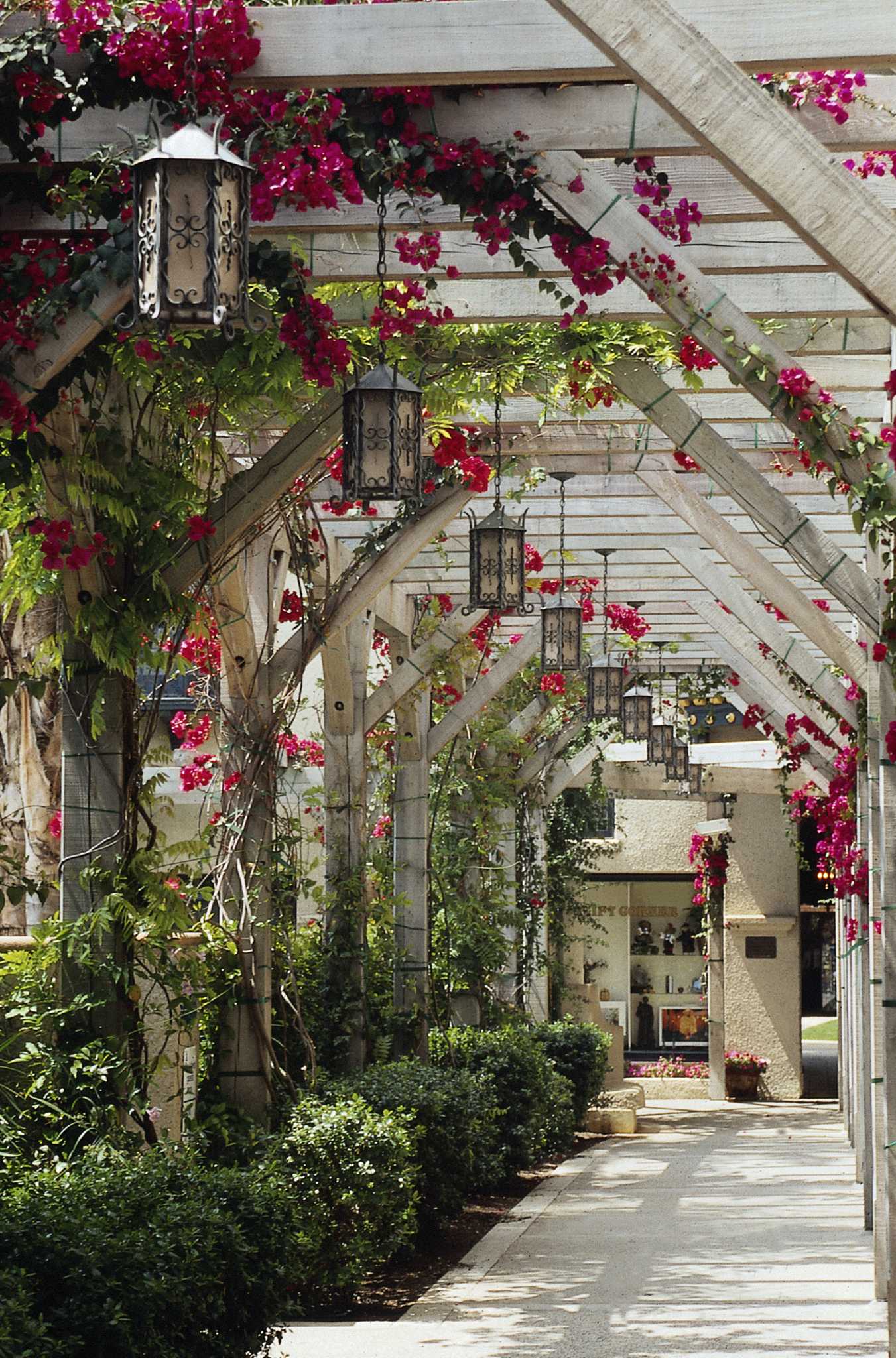 Perennials for Zones 8 & 9