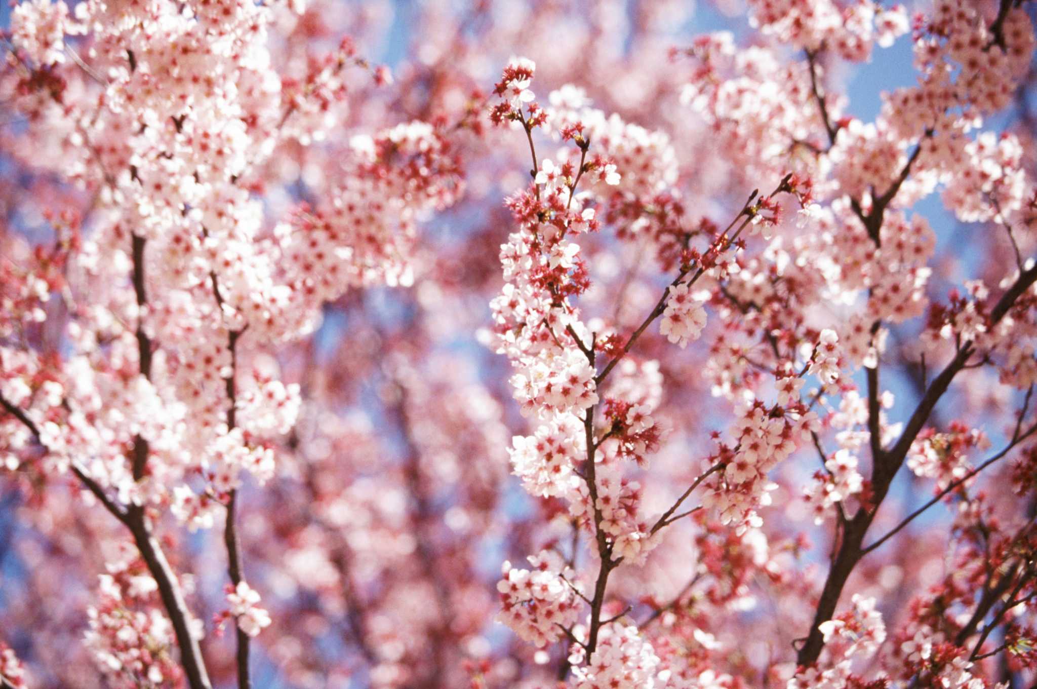 different kinds of cherry trees