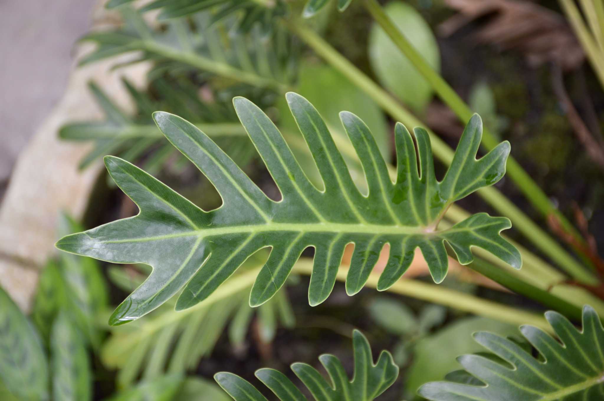 How To Propagate A Split Leaf Philodendron