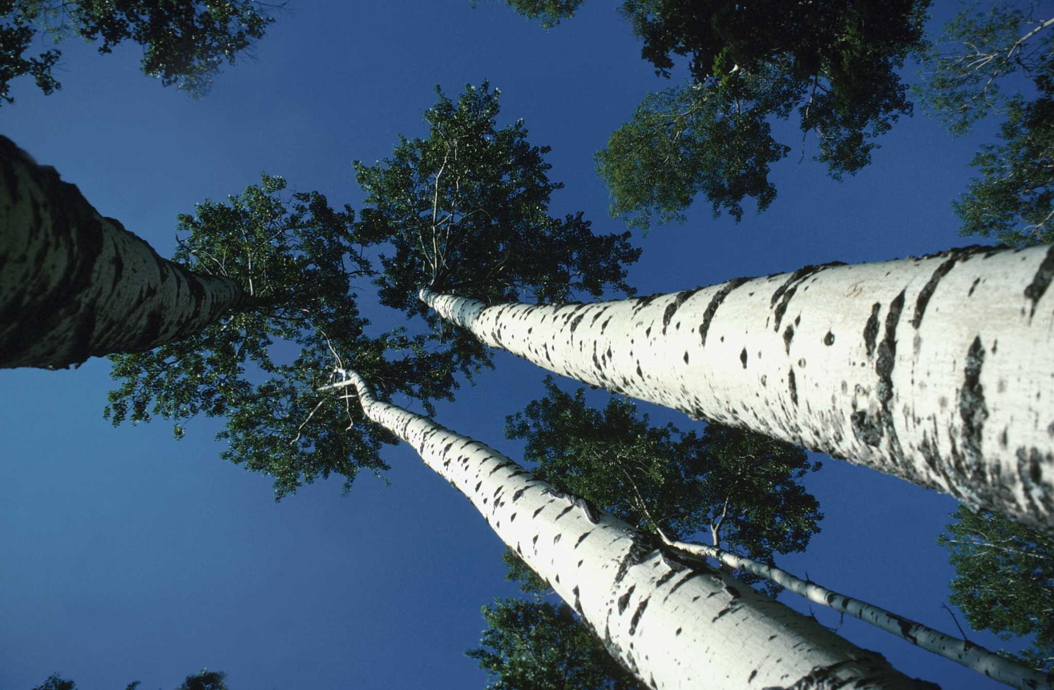 Physical Properties of Baltic Birch Plywood