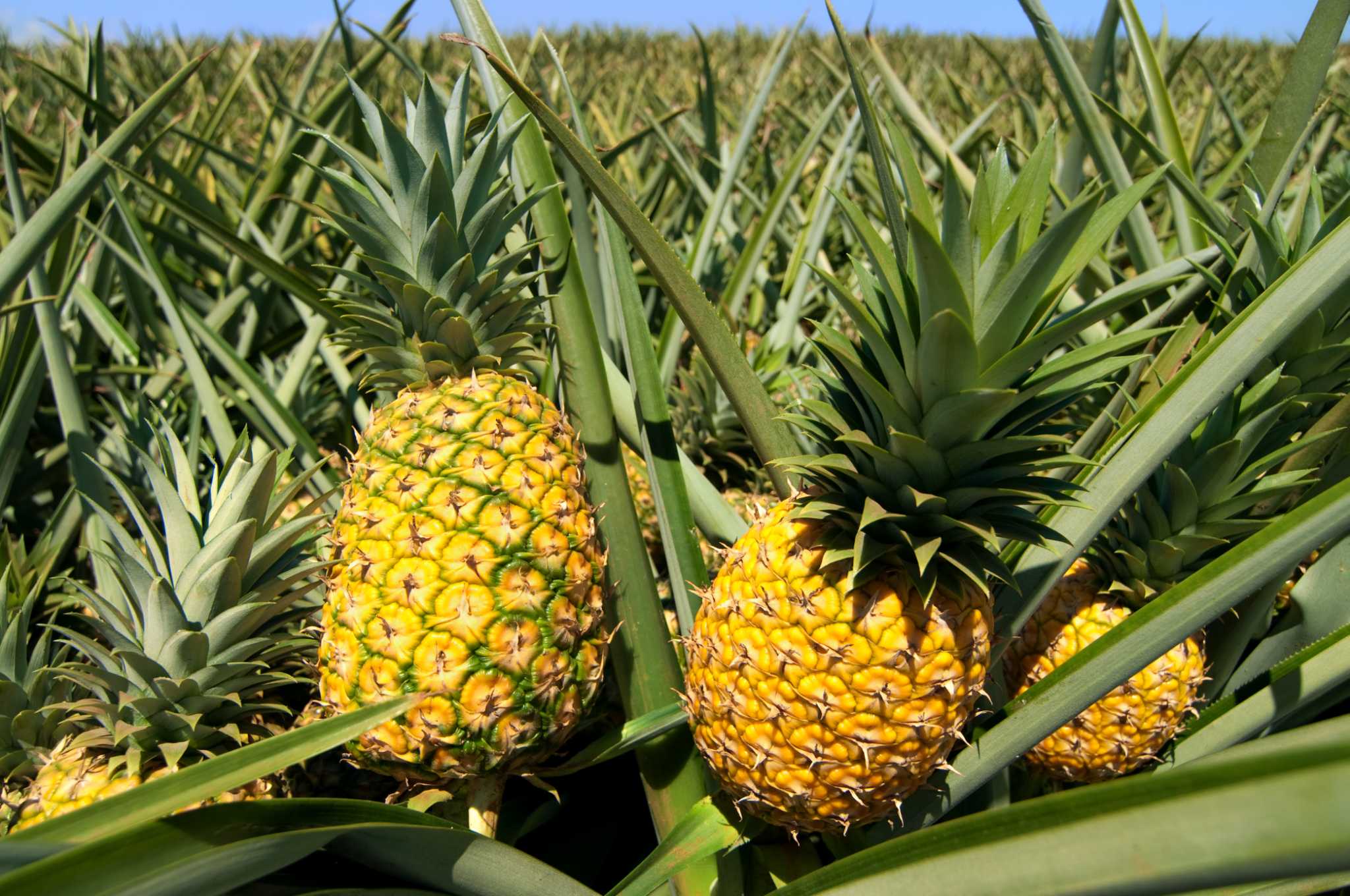 where do pineapples grow from trees or the ground