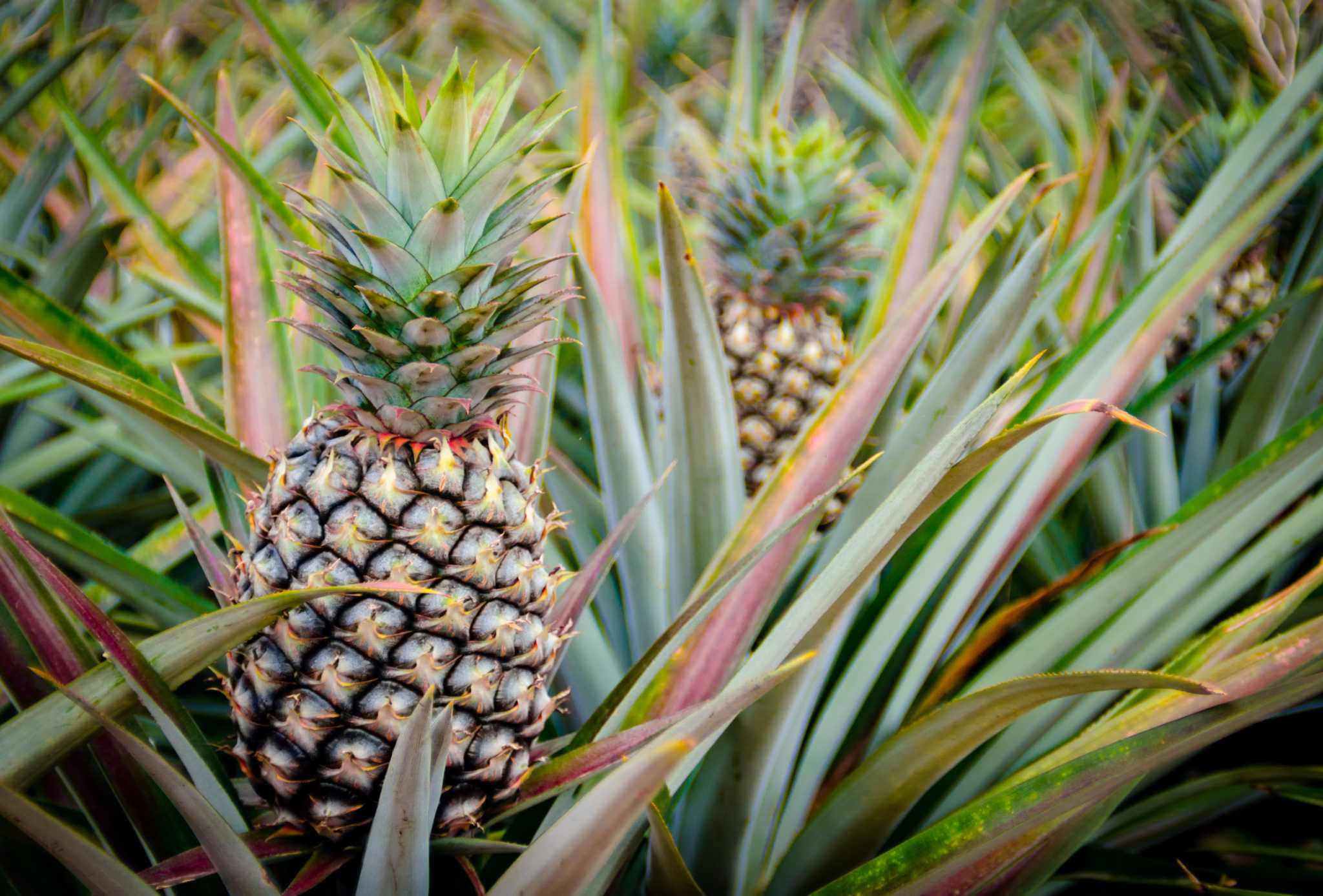 The Best Pineapple Guava Varieties