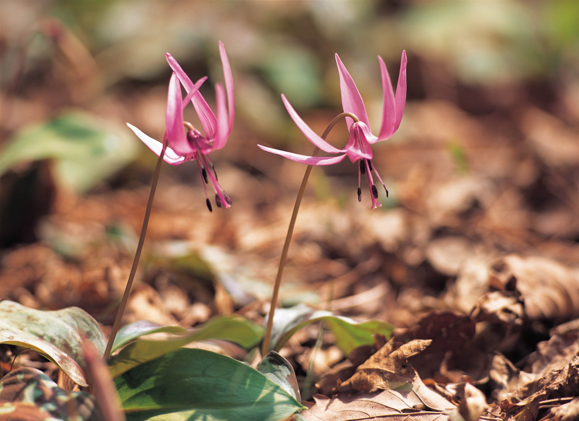 How to Get a Trout Lily to Bloom