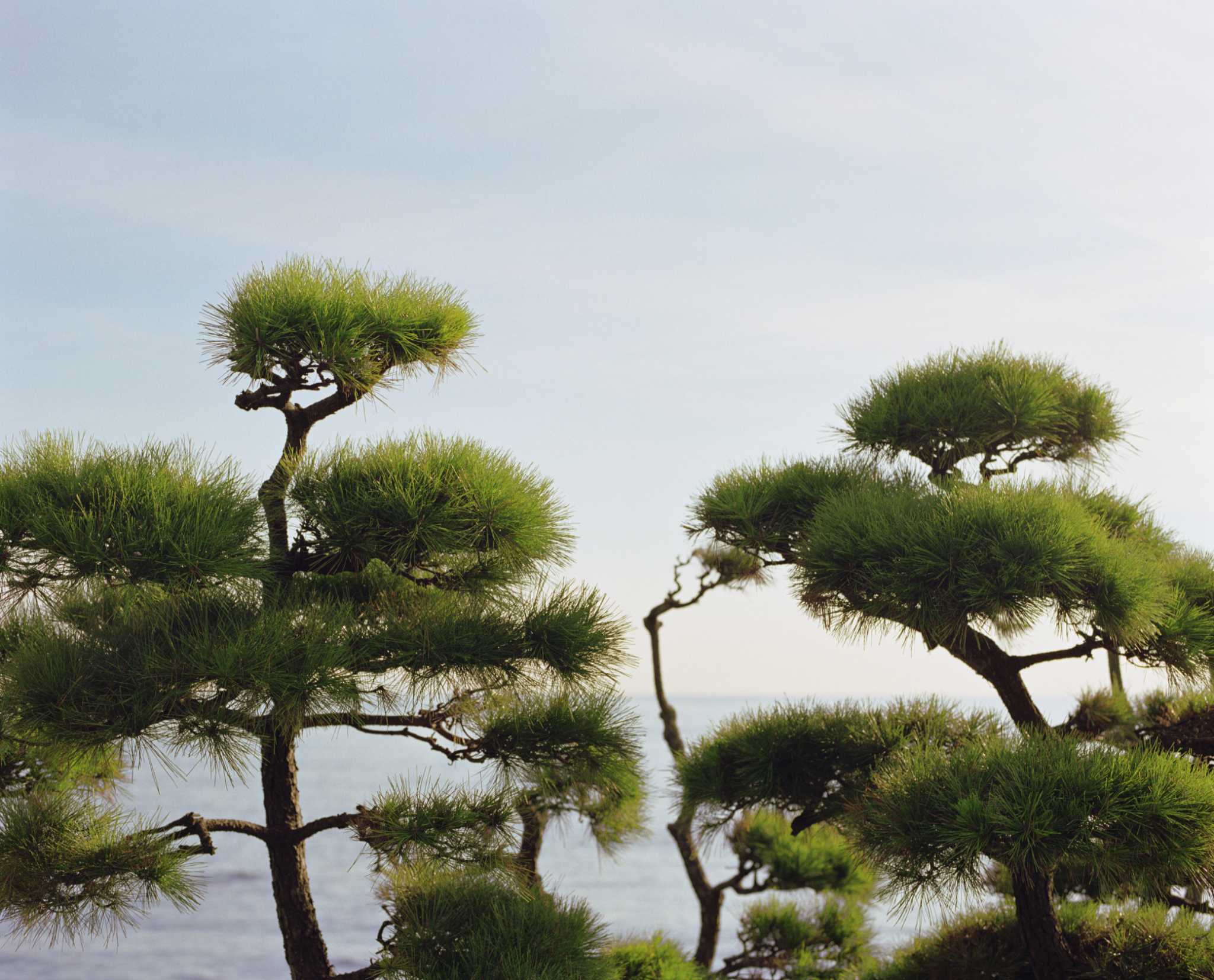 How to Get a Pine Tree to Grow in Your Yard