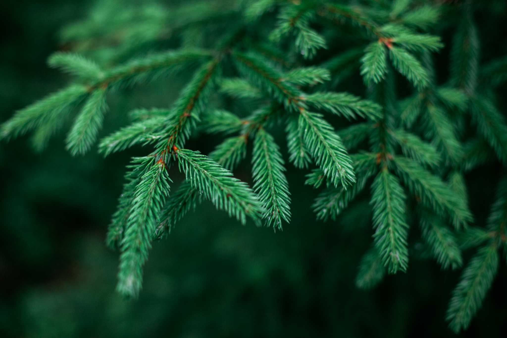 Facts About Pine Trees